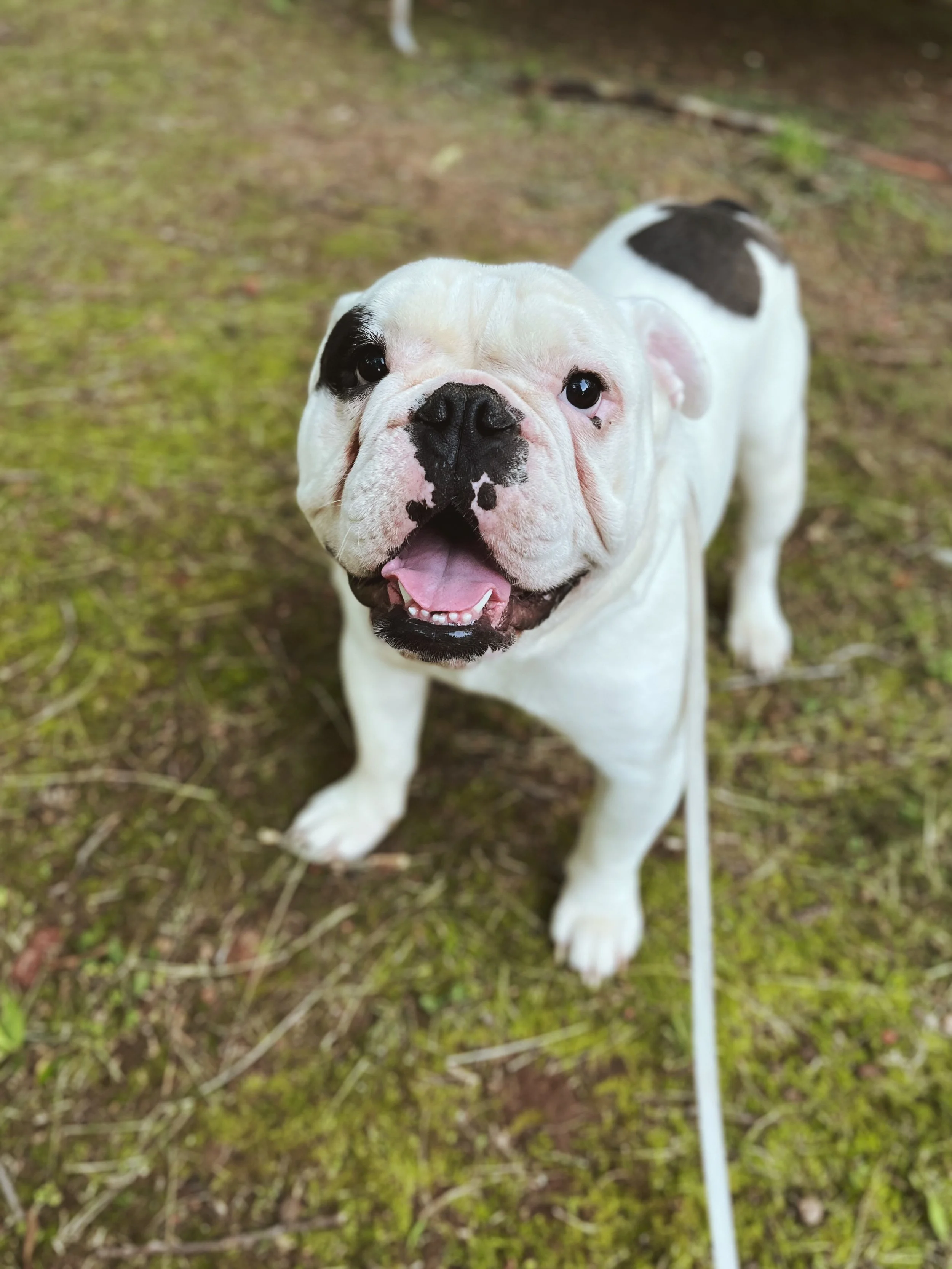 White and black bulldog standing on grass