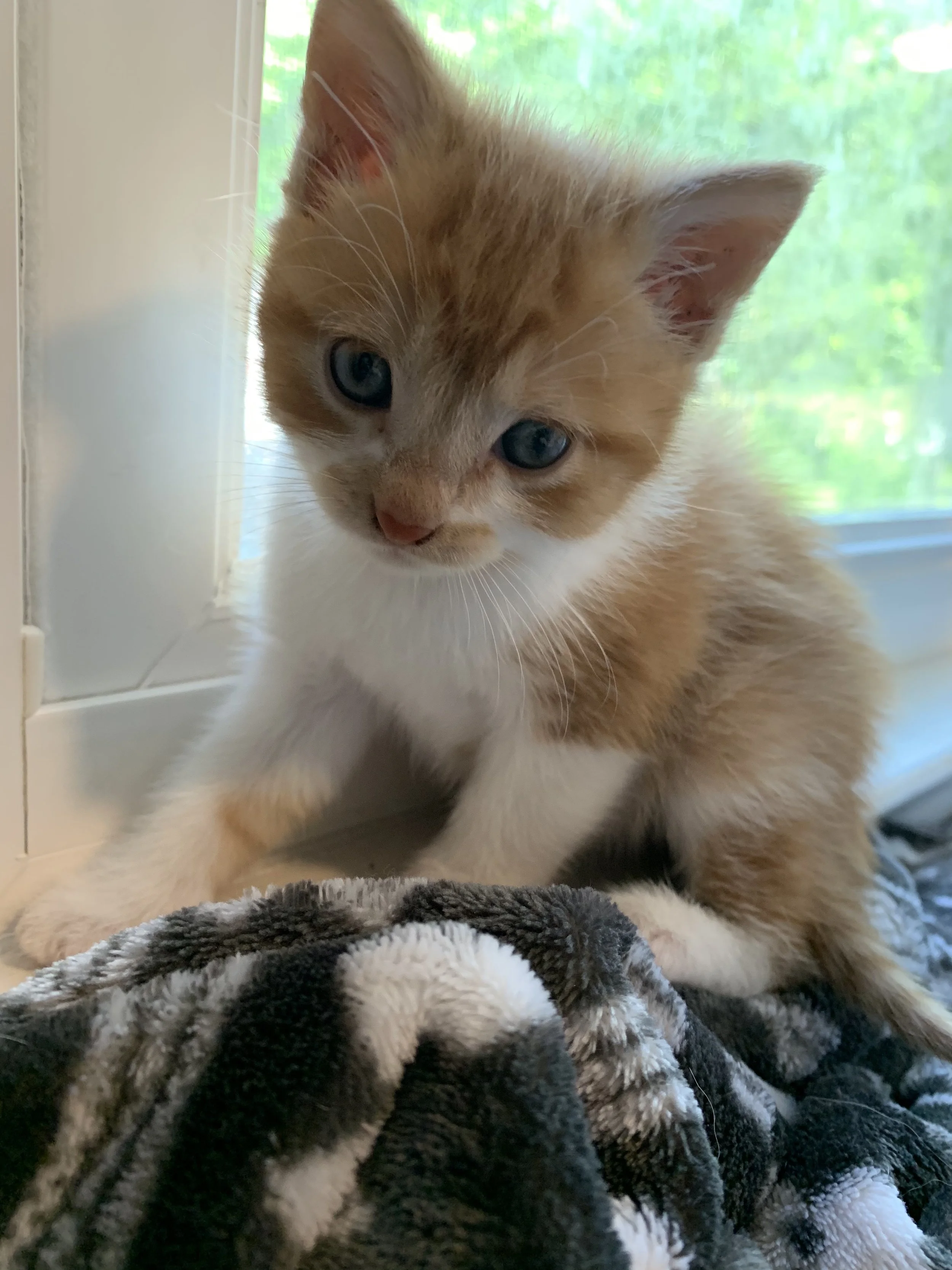 Orange and white kitten sitting on a blanket by a window.