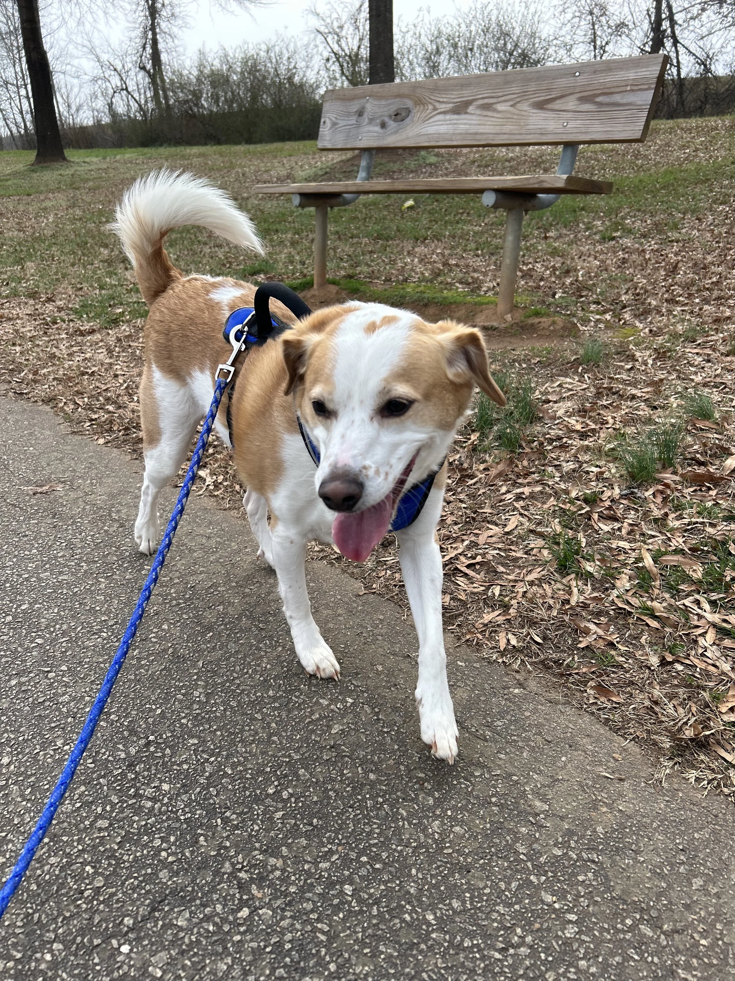 A brown and white dog on a leash walking on a paved path near a wooden bench in a park setting.