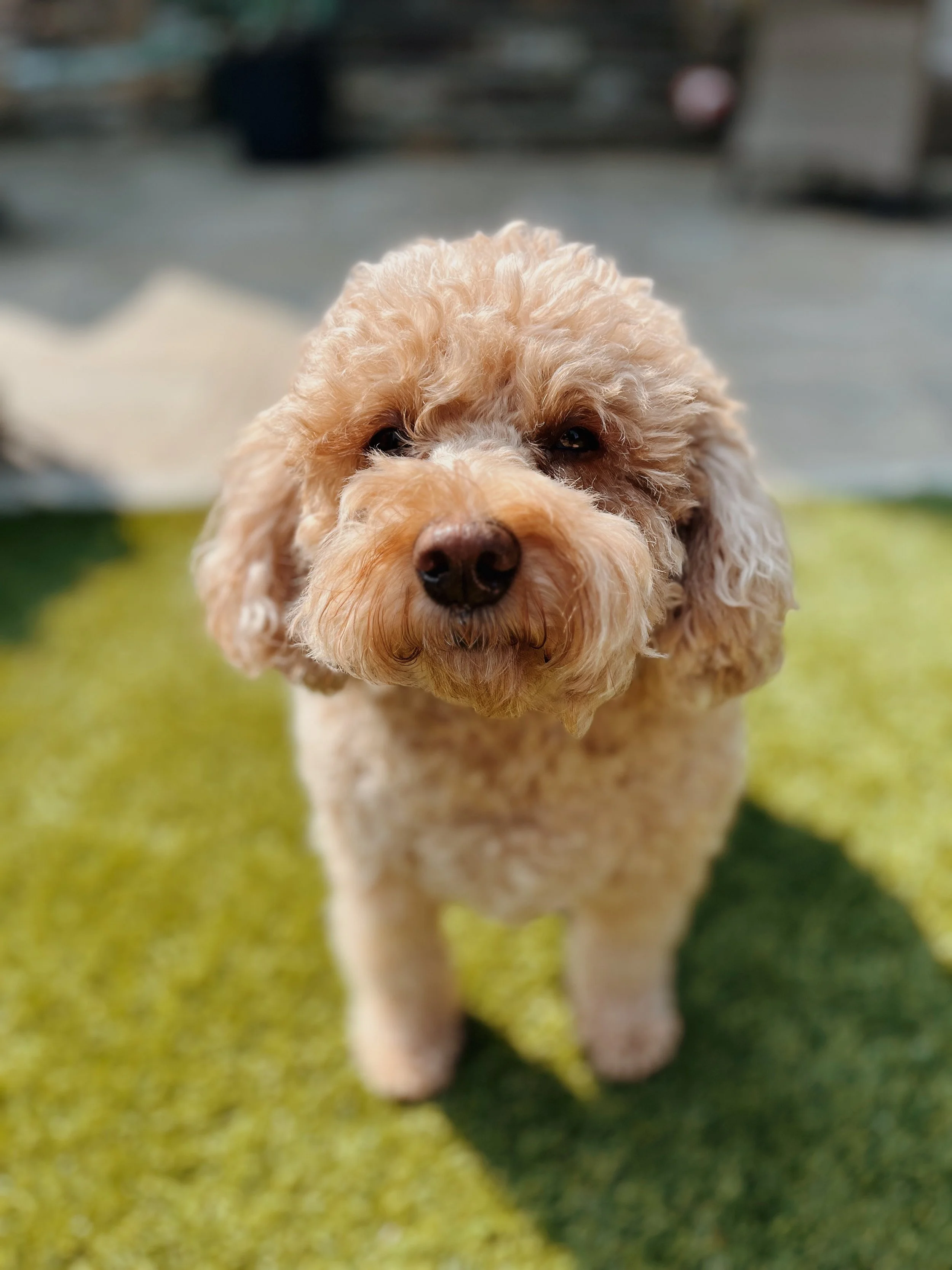 A curly-haired dog standing on a grassy surface.