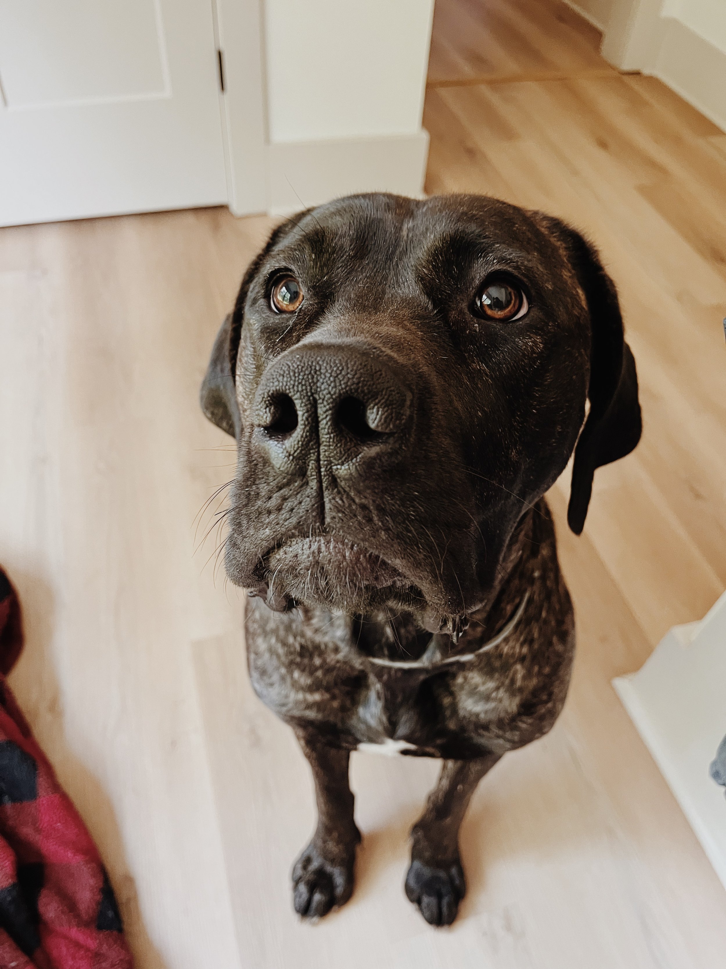 Close-up of black and brown dog looking up indoors on a wooden floor with a red blanket nearby.