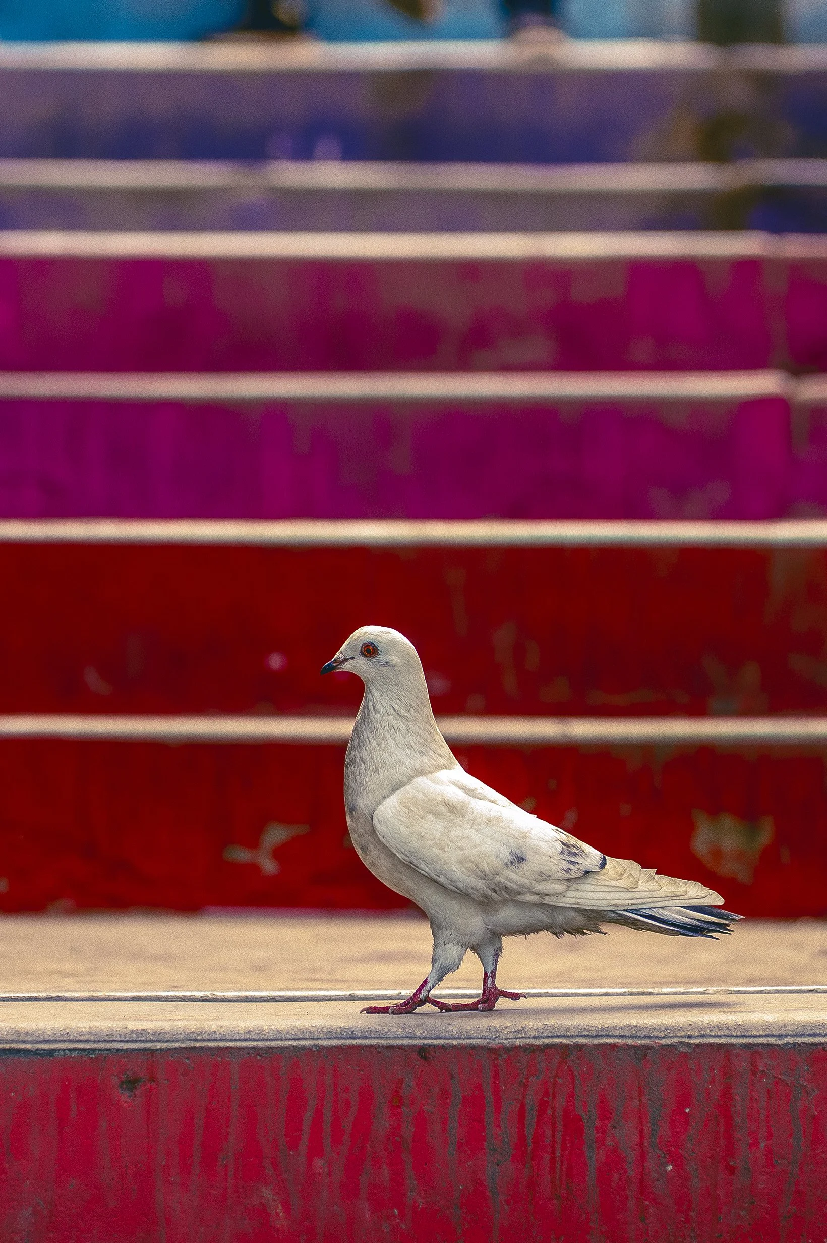 _NDF3330 copia 2.jpg