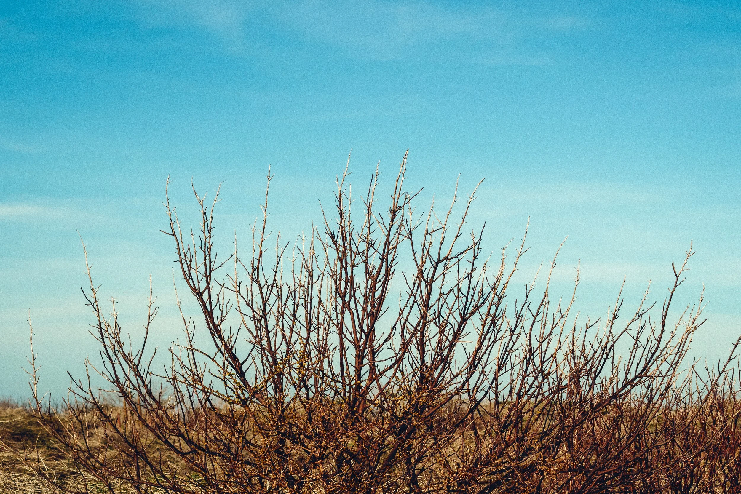 NES_3674 copiart 2.jpg