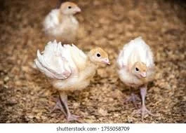 Commercial Turkey Order Deadline