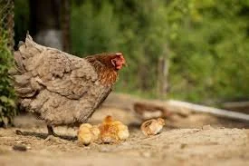 Poultry Field Day