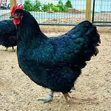 Heritage Chicken Order Deadline