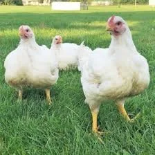 Commercial Meat Chicken Order Deadline