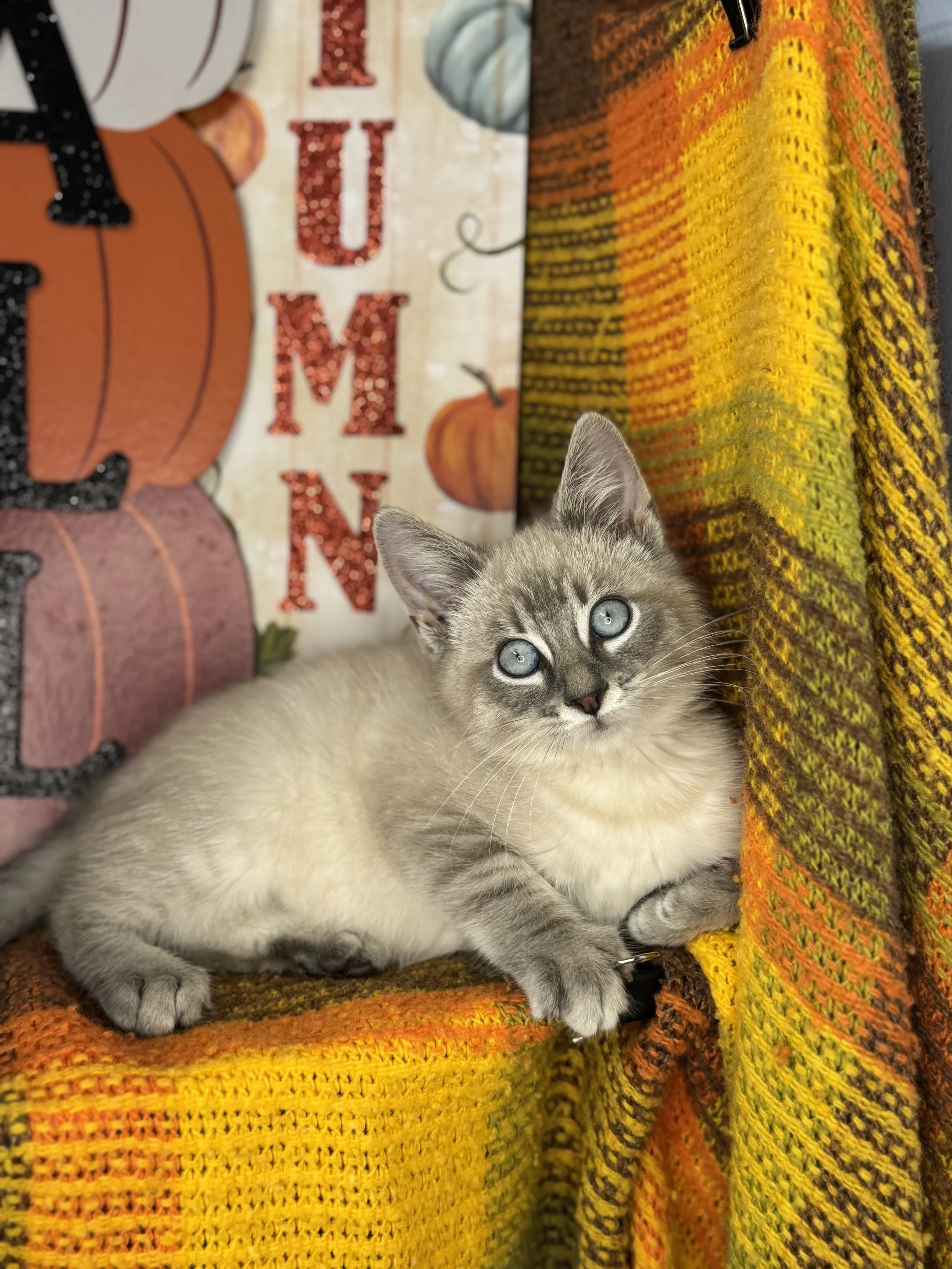 Cat rescued by Little Paws of Mt. Vernon