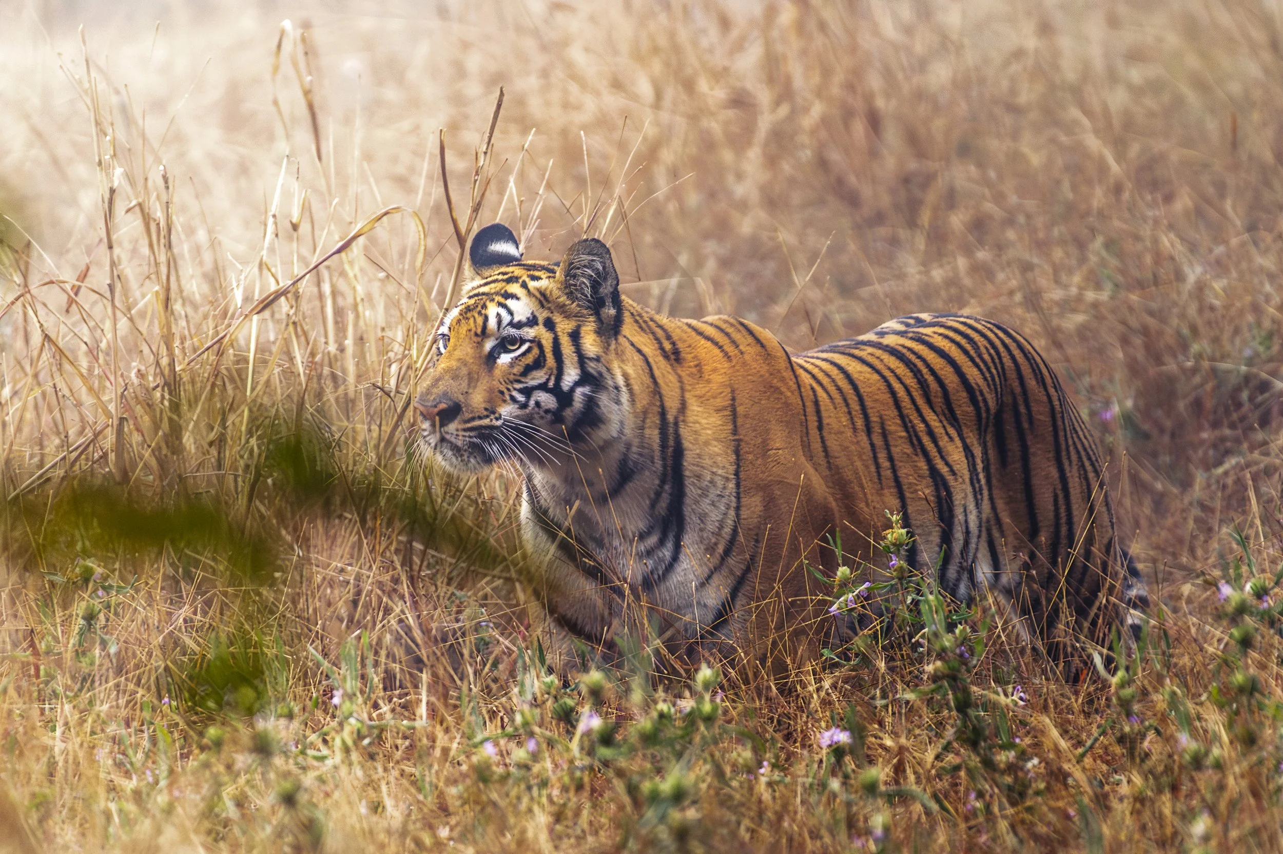 _DSC0338-Edit-2.jpg