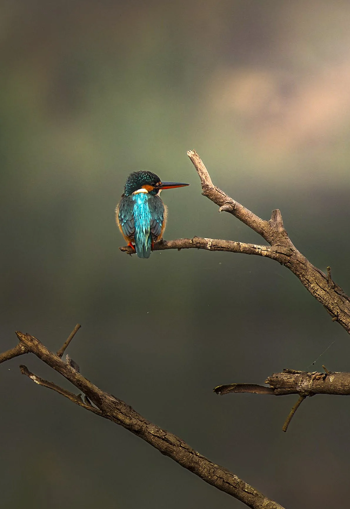 _DSC2784-Edit.jpg