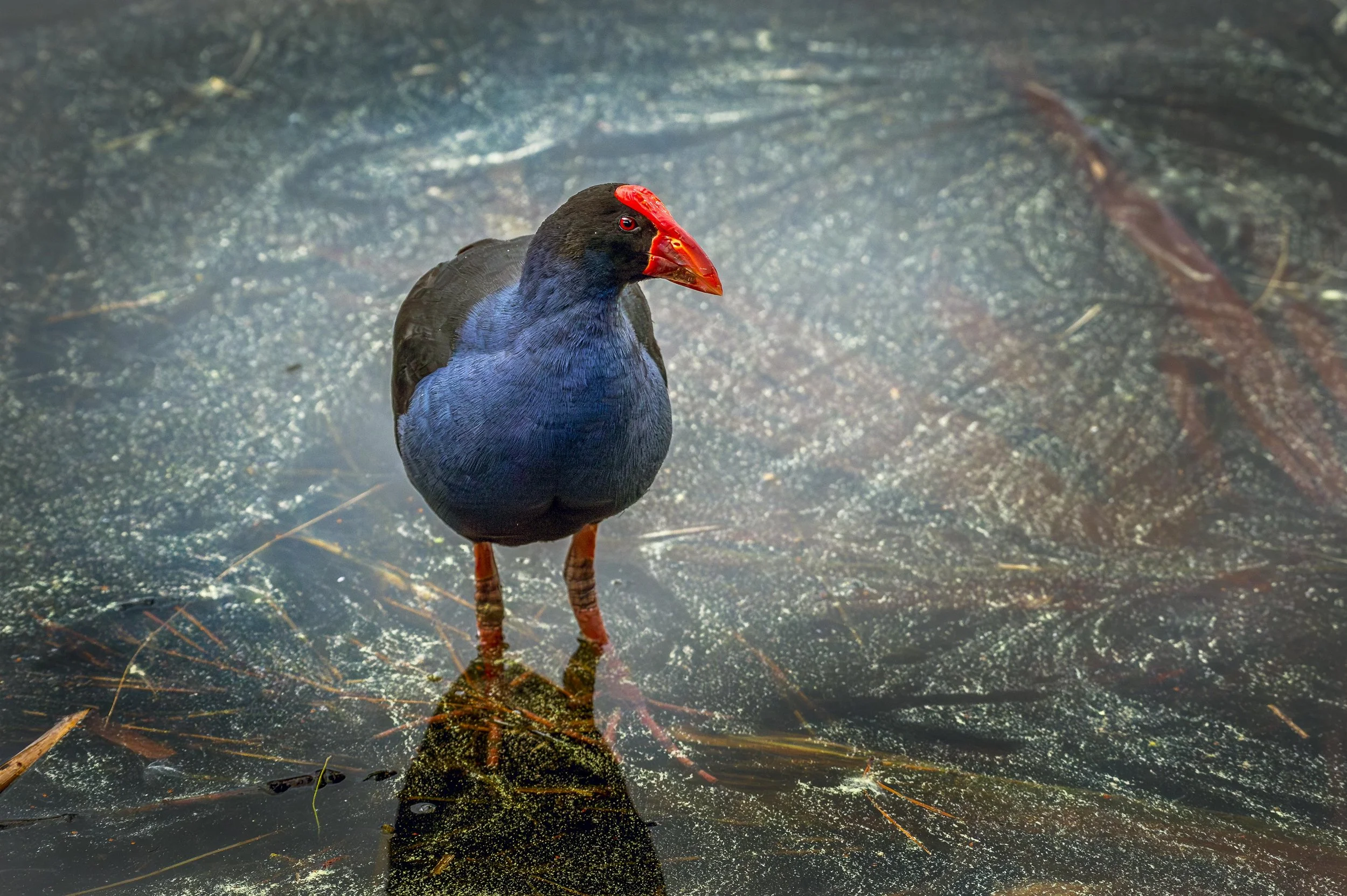 _DSC5919-Edit-2.jpg