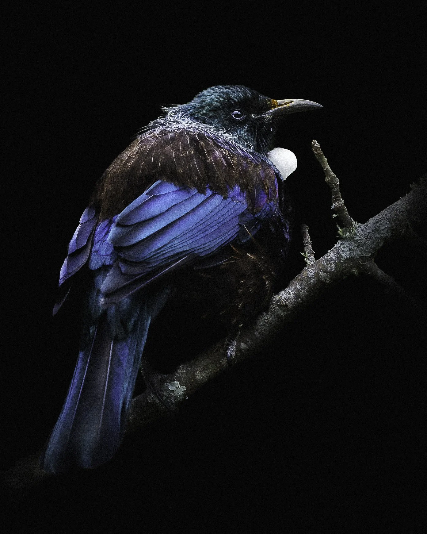 tui black 2-sharpen.jpg