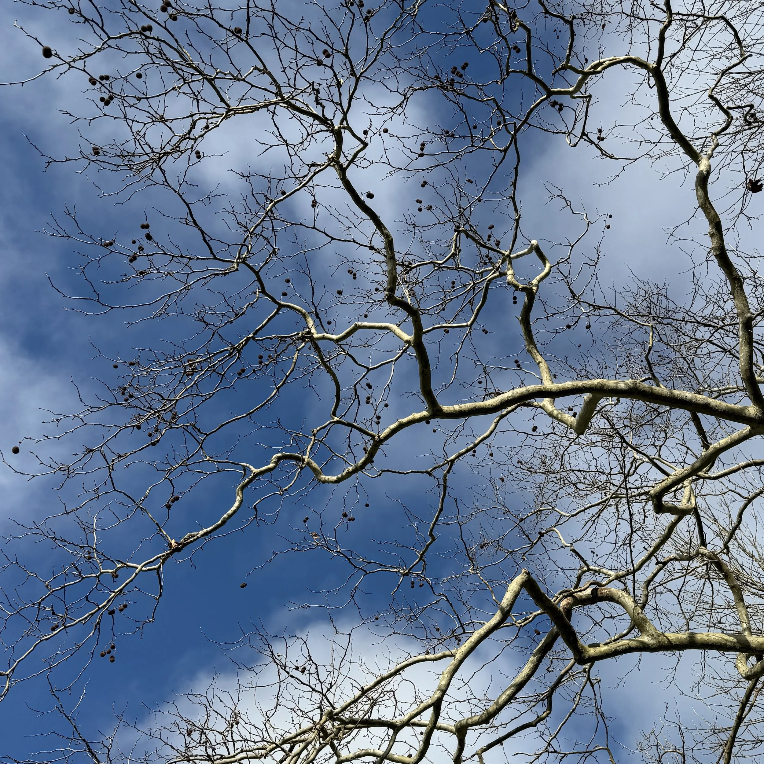 sky branches2.jpeg