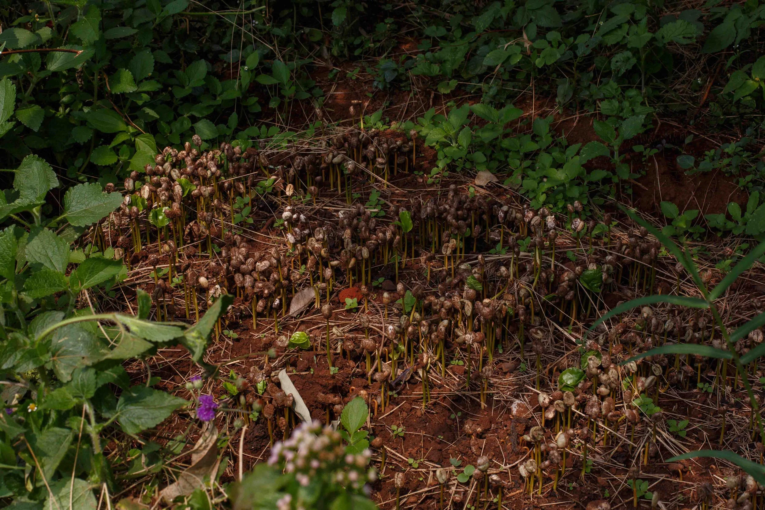 Rwandan Coffee - ROAST-6064.jpg