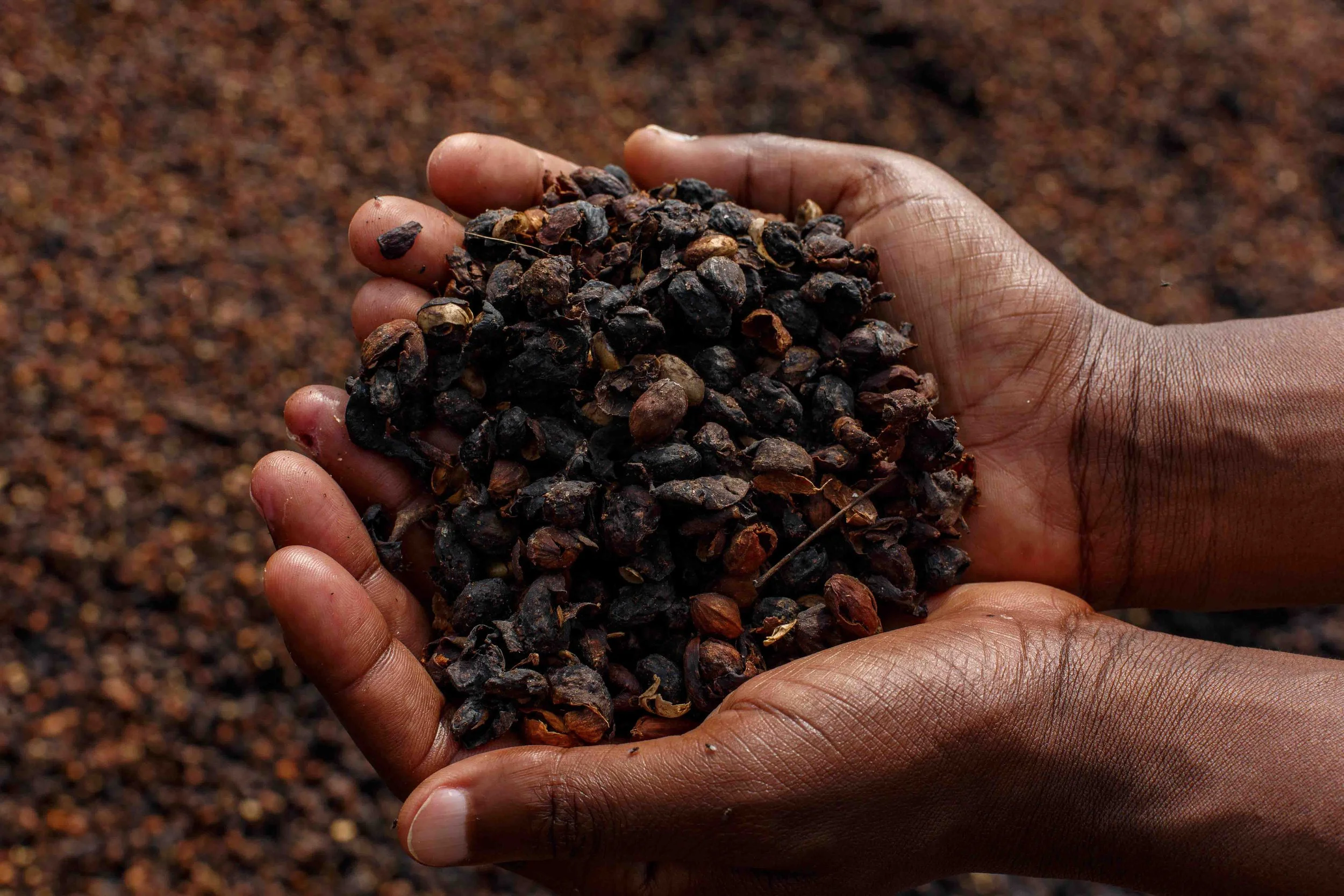 Rwandan Coffee - ROAST-6049.jpg