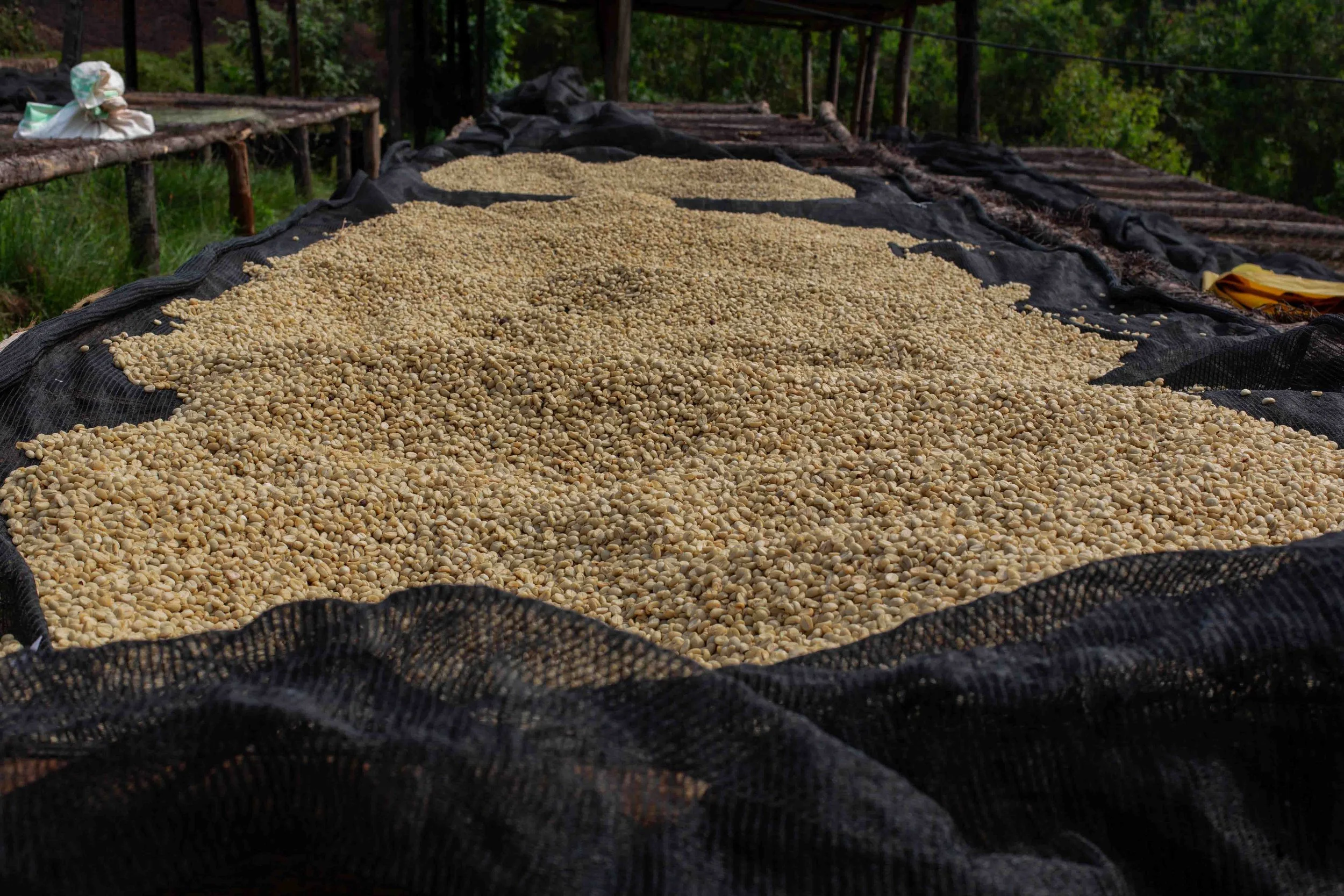 Rwandan Coffee - ROAST-6018.jpg