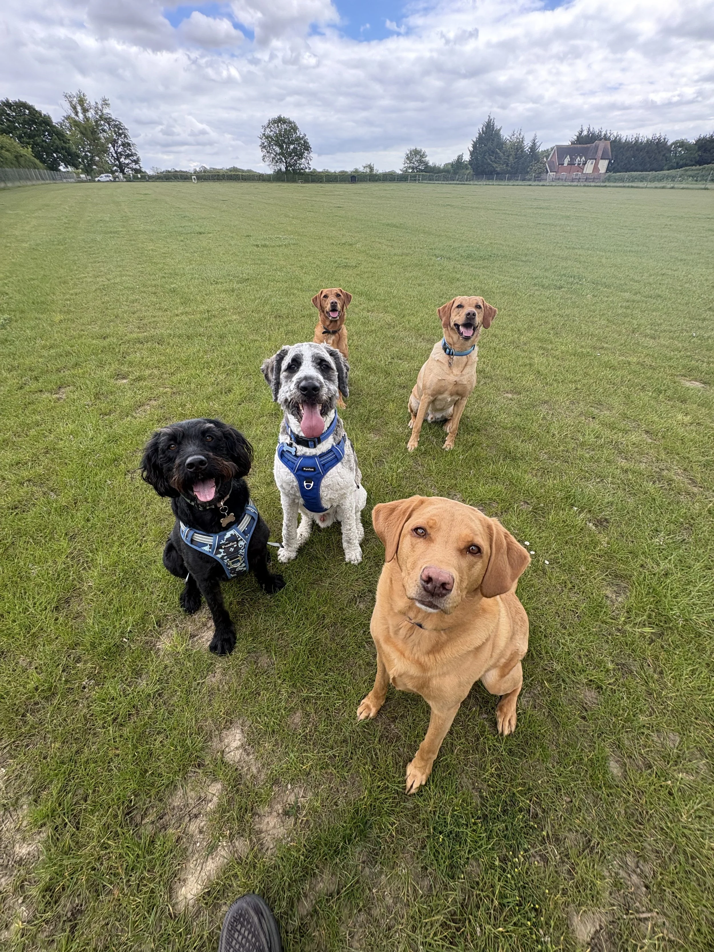 Small group of dogs on a countryside walk in a summer field near Colchester