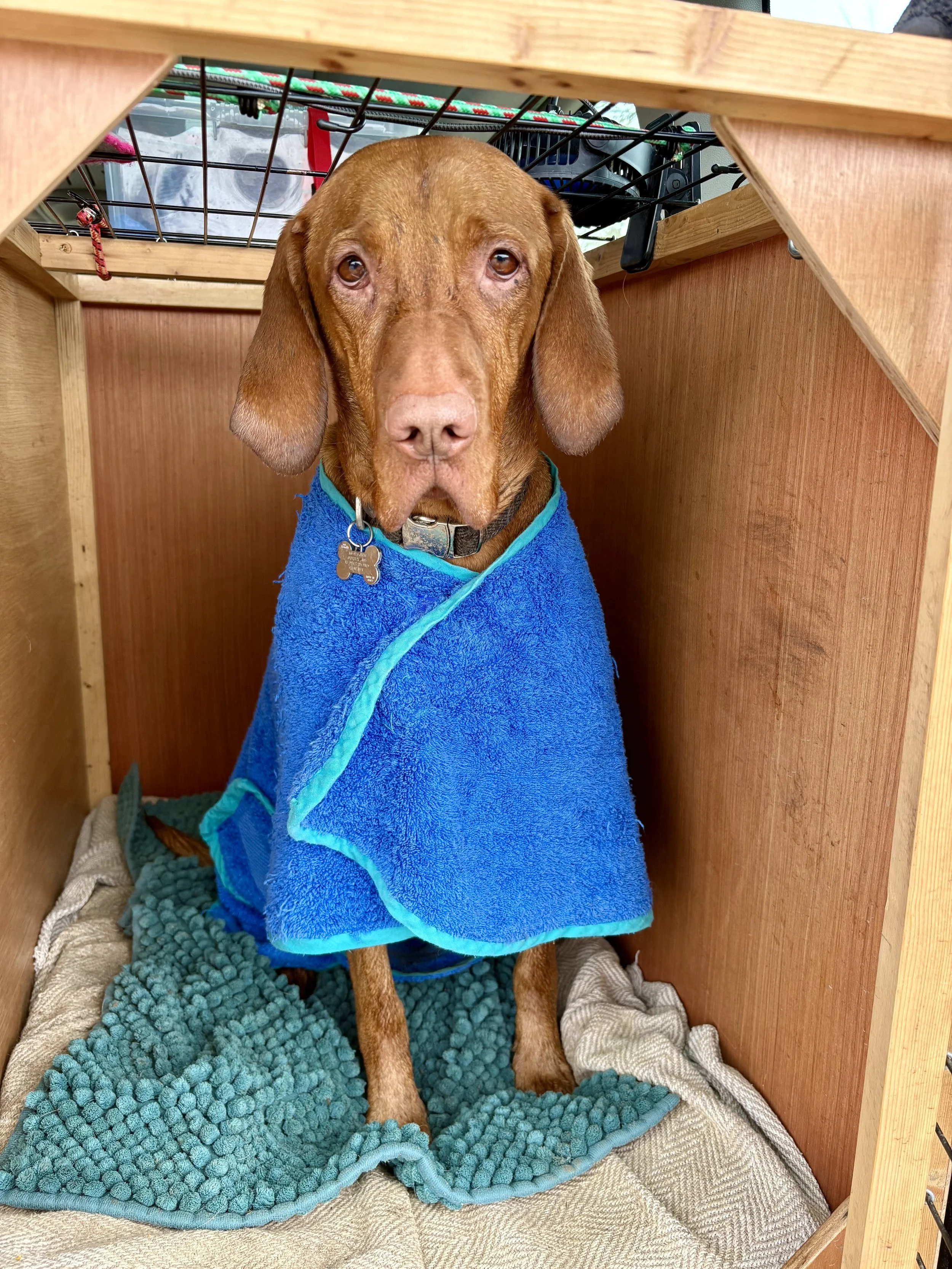A vizsla wrapped in a blue robe after a muddy winter walk