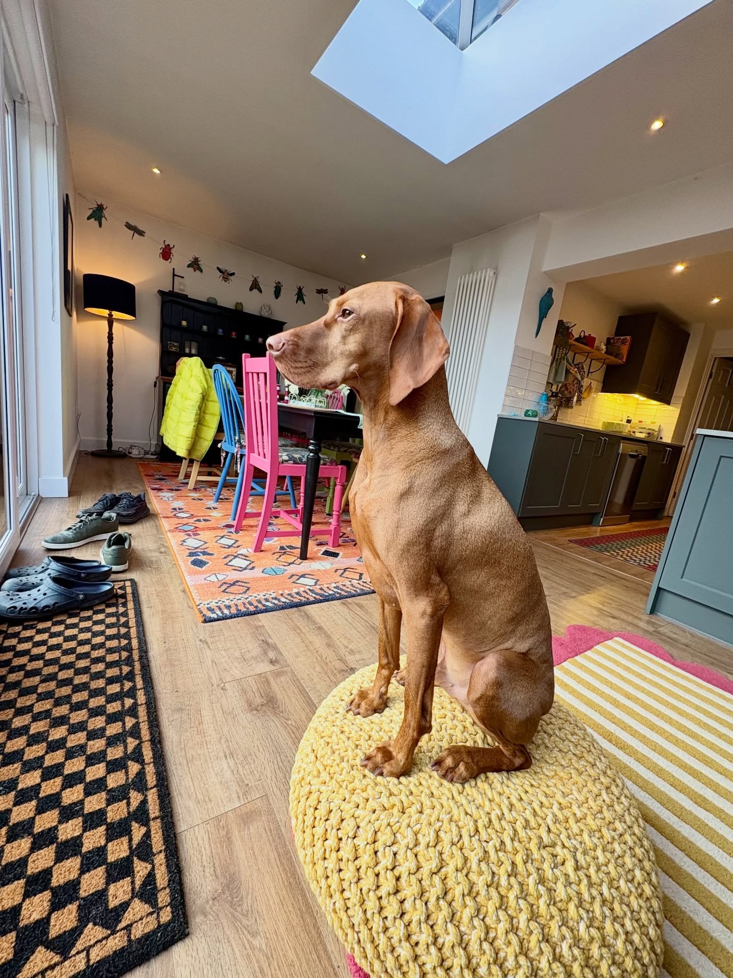Keeping the garden cat-free is very important to Albert, so he needs the best vantage point before going to battle to keep us all safe.