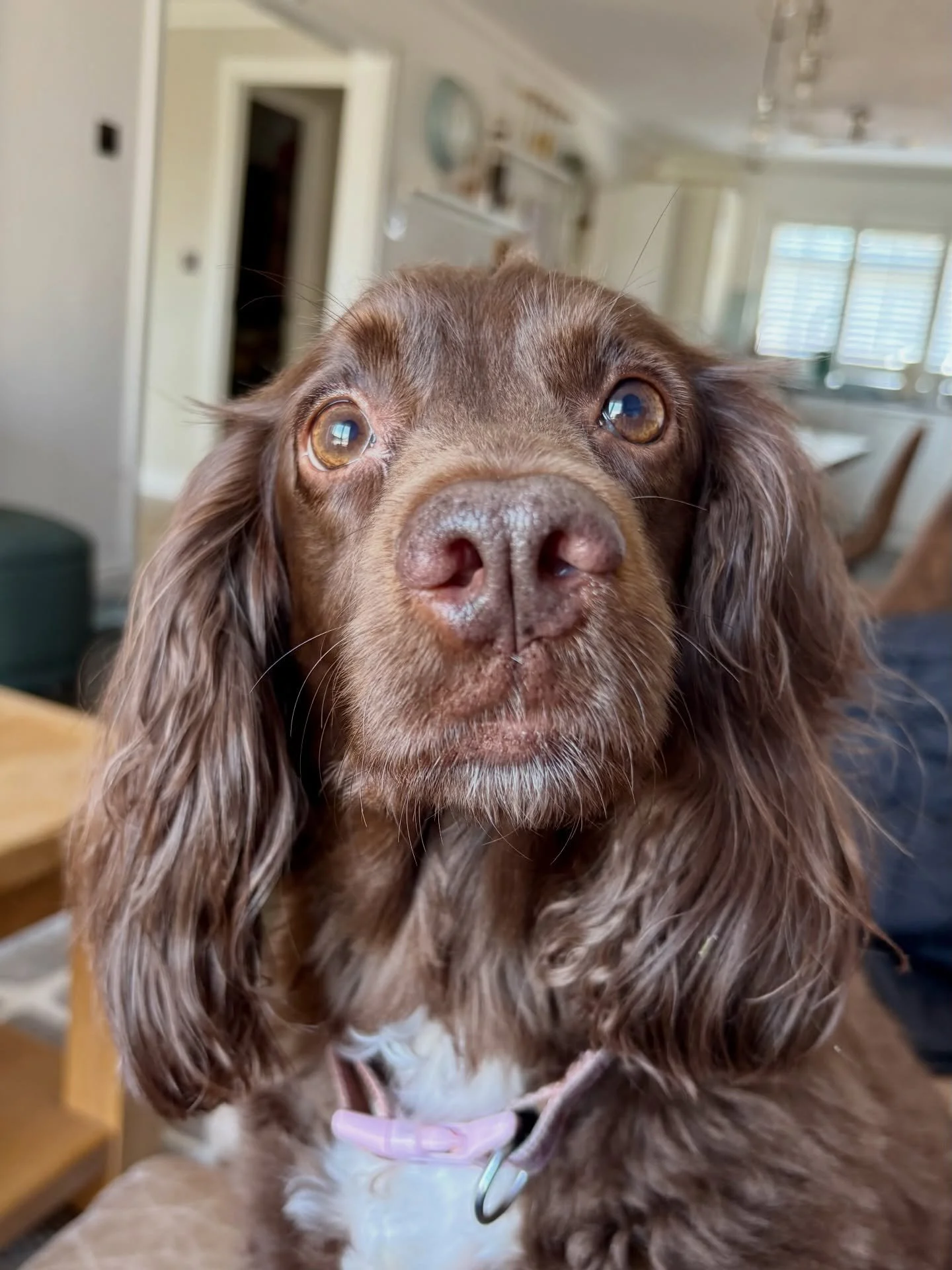Gorgeous Panda usually walks with me every Tuesday and Wednesday but she&rsquo;s currently in season, and is unable to join her usual groups. So it was a home visit for her today until she&rsquo;s ready to join the gang again.