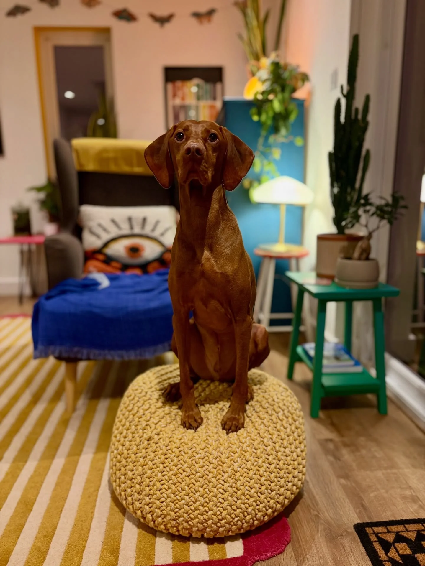 You know when you&rsquo;re minding your own business but feel like you&rsquo;re being watched? Well in this case, we were. 

Albert is worse than a Labrador when it comes to food, so eating dinner is never a private affair in this house!