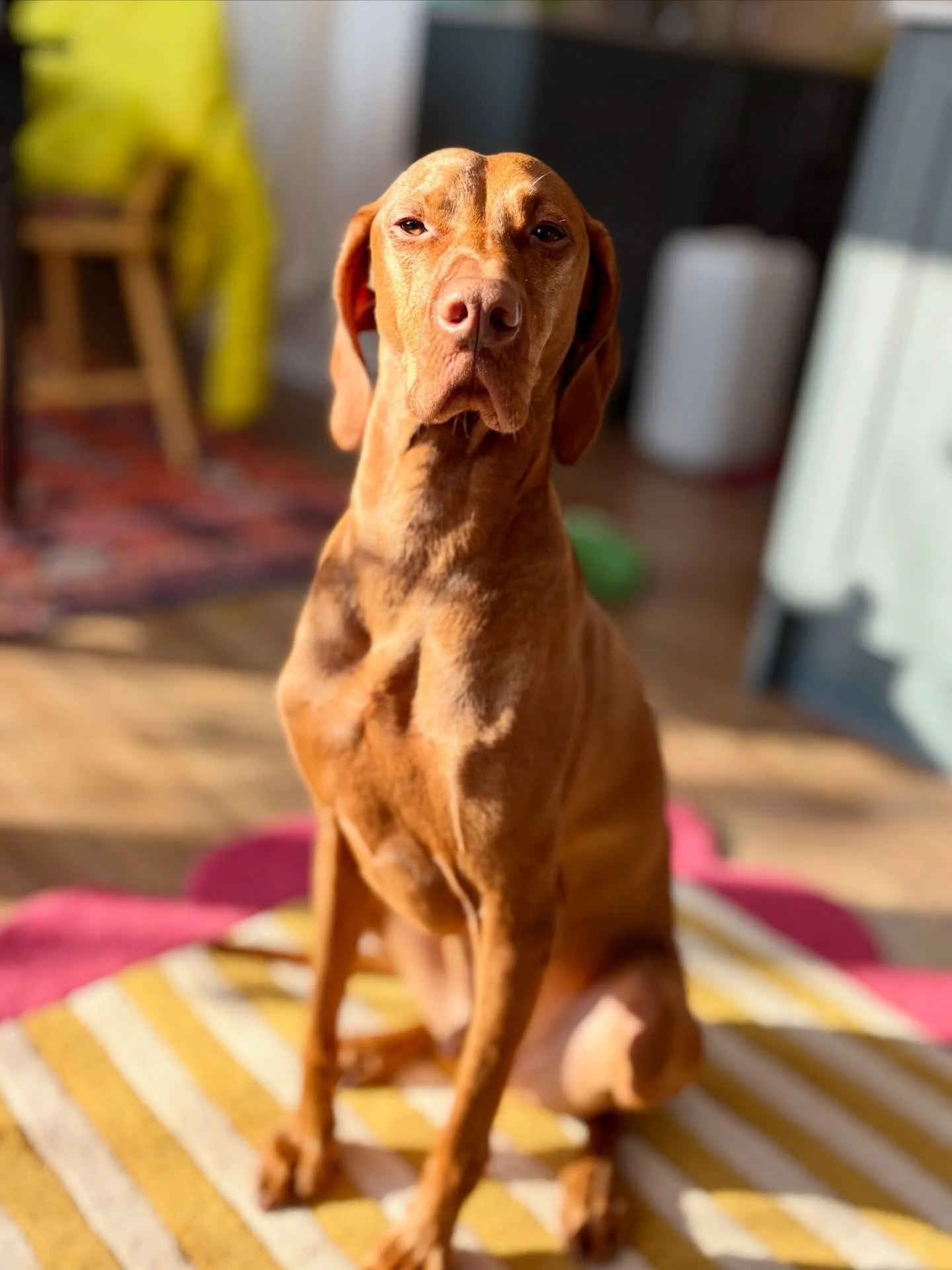 PROUD DOG DAD MOMENT!

Albert had a super positive walk this morning. As if you follow me you may know that Albert is a rescue dog (pandemic puppy), and he can really struggle with proximity around unknown people and dogs when out in public. 

We&rsq