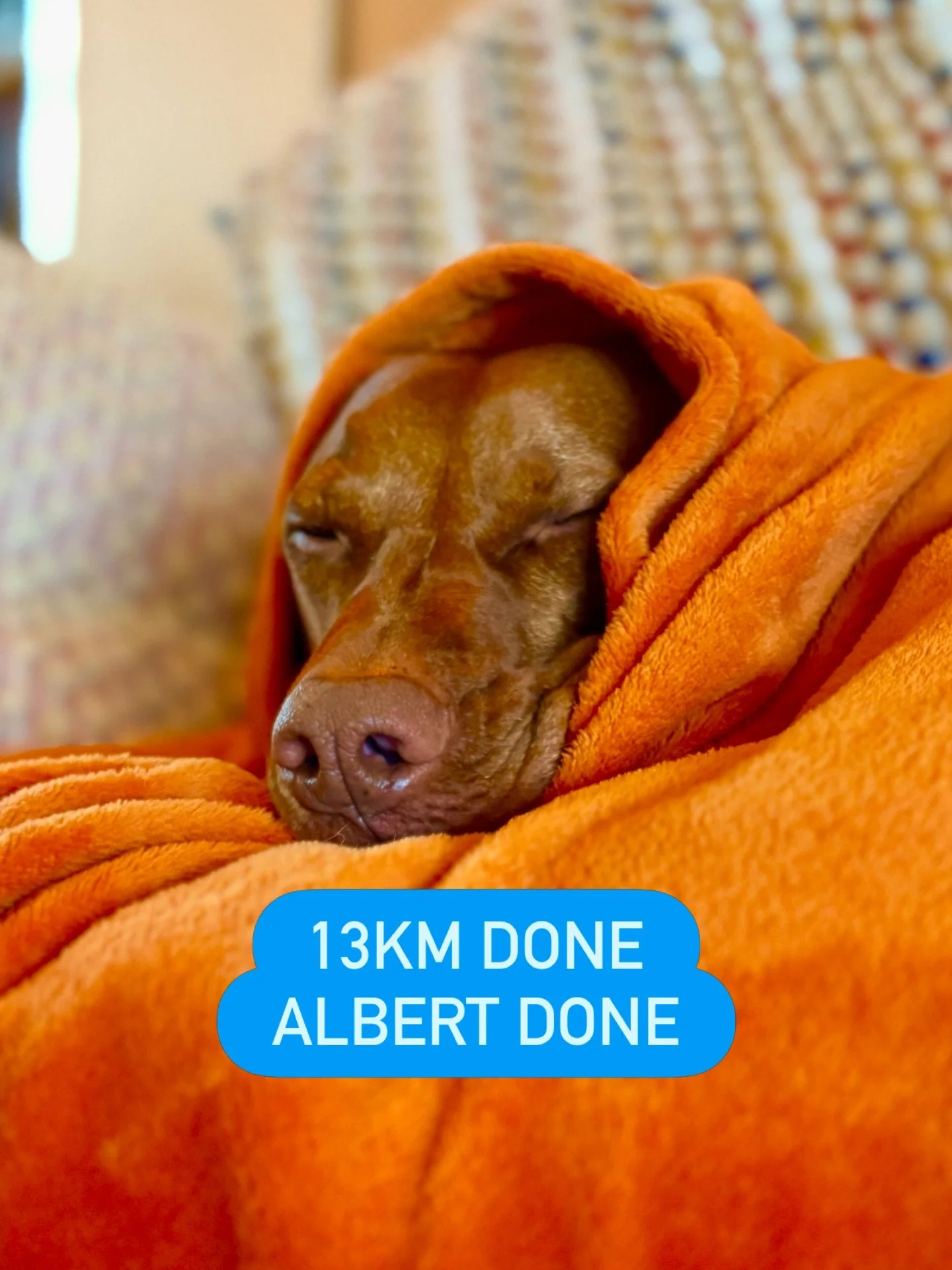 That&rsquo;s a 13km walk done for Albert. Now time to do absolutely nothing until he has his roast dinner tonight.