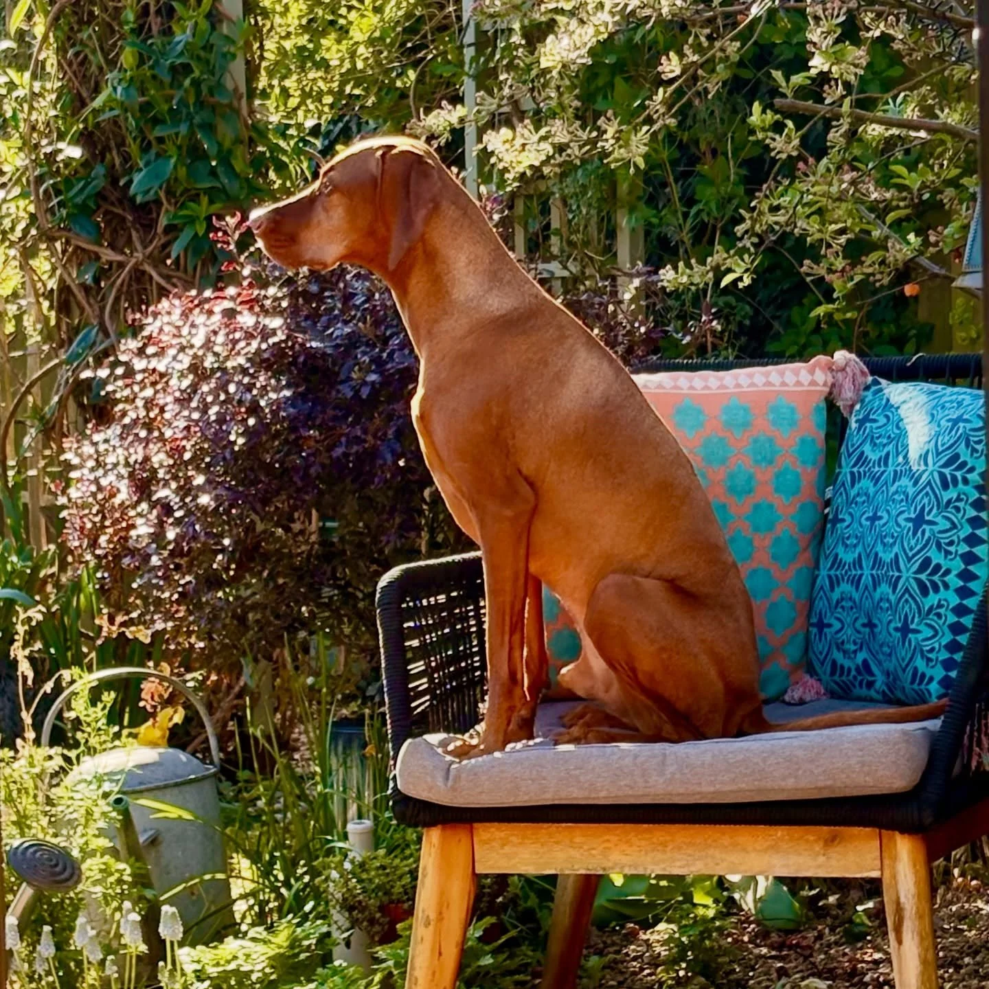Albert protecting his kingdom (the garden) in the morning sun.