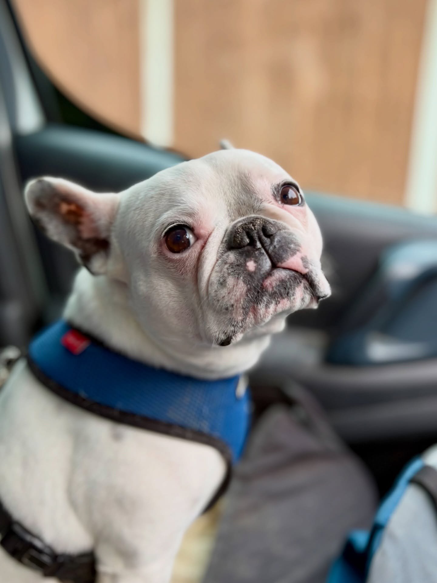 I bloody love Daisy (Donut - don&rsquo;t ask, all my dogs have nicknames that make little sense, except she&rsquo;s as stodgy as a donut!). Despite all of her health issues, Daisy is such an easygoing and friendly girl who cracks on whenever she join