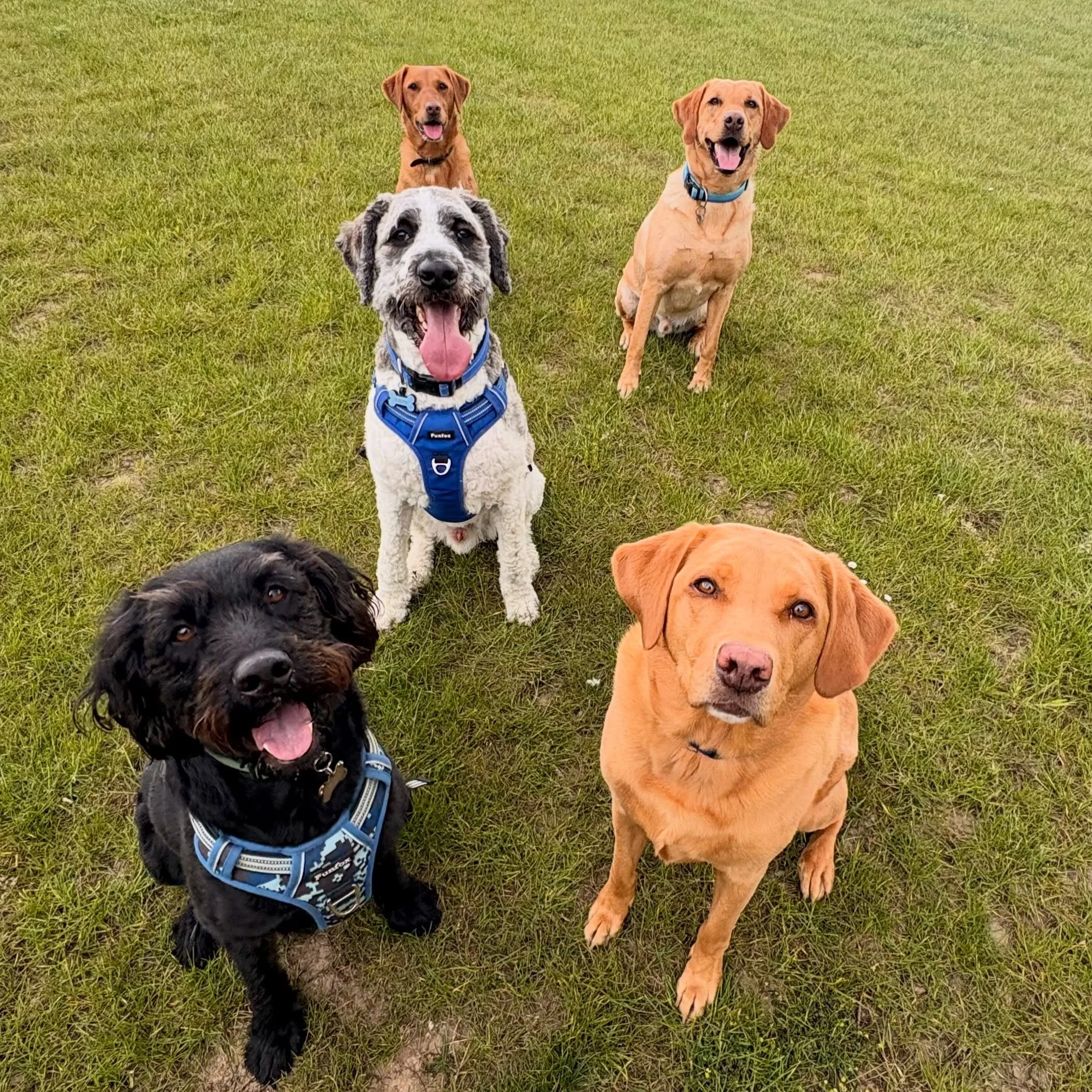 Slight foot injury this week, so today&rsquo;s walk looked a little different. Safety first, so we opted for a secure field rather than our usual rural wander.

Secure fields aren&rsquo;t really my thing for group walks. A bit too contained, and I&rs