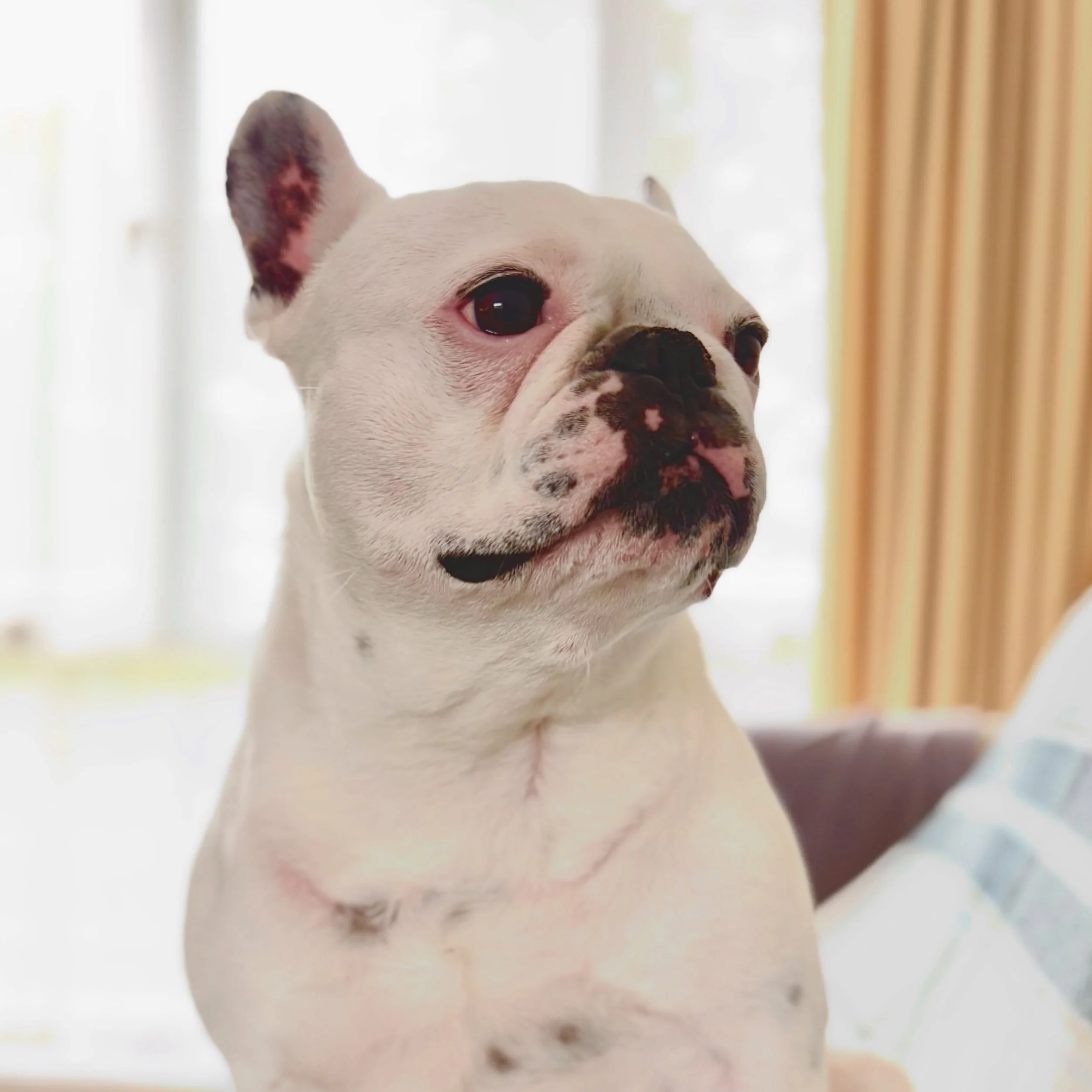 A home visit for my gorgeous friend Daisy today, who has had a bit of trouble with her back, so can&rsquo;t currently join group walks. 

We had a little mooch around on the green in front of the house but this confused her as she spotted the van and