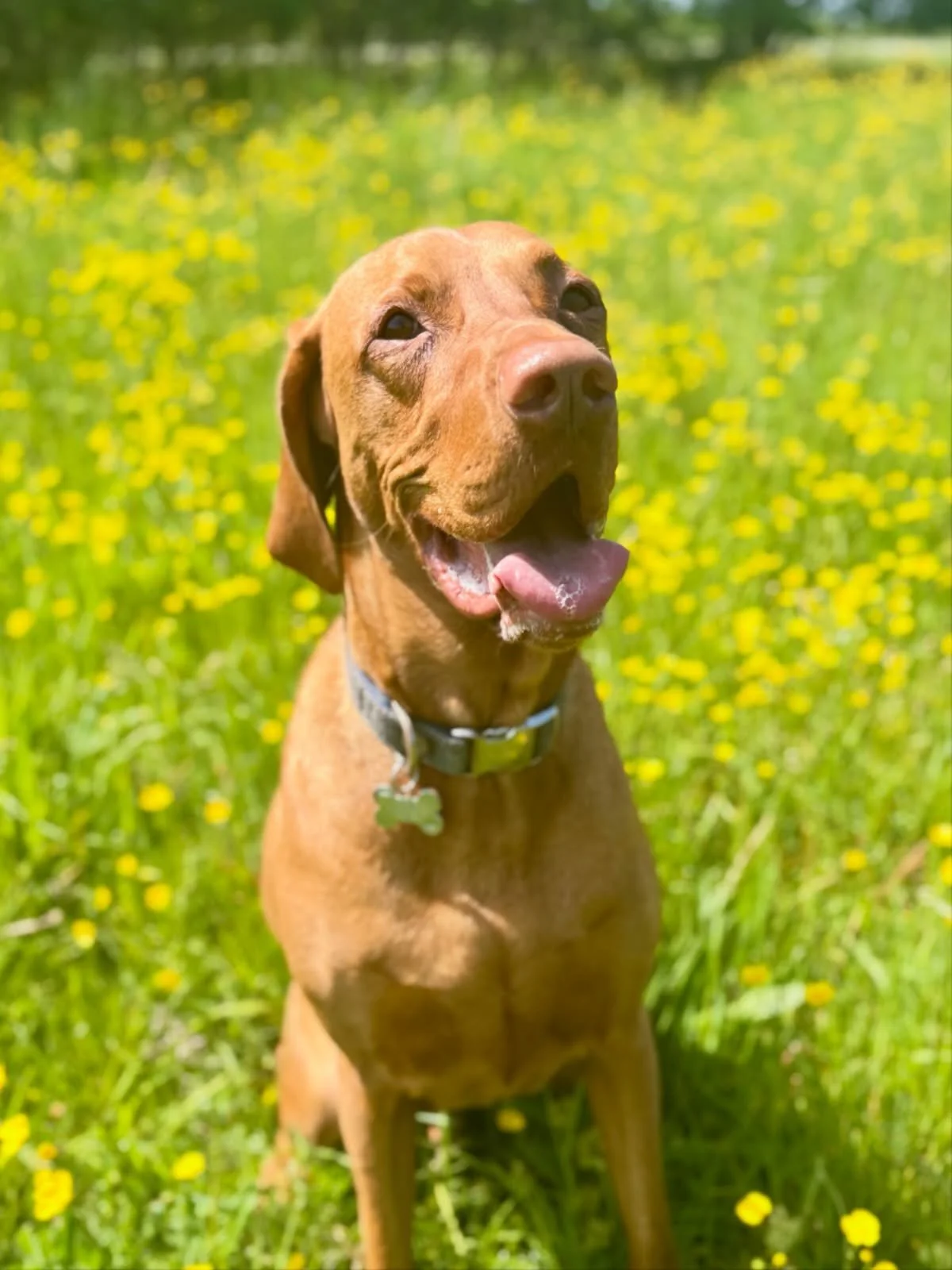 Gorgeous Sunny in the sun!