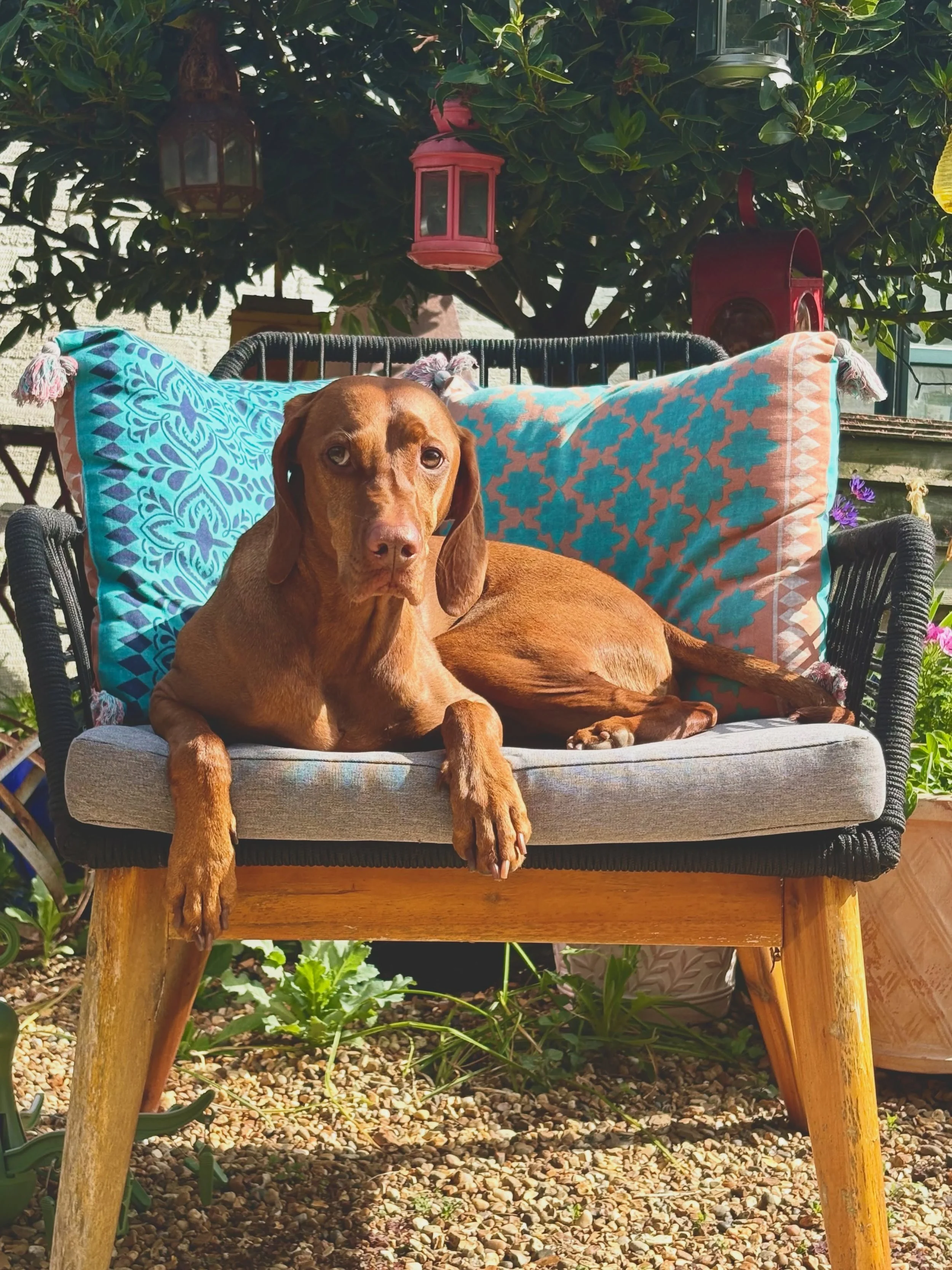 Perfect weather for a sun seeking vizsla (apart from the flying beasties that keep annoying him.)