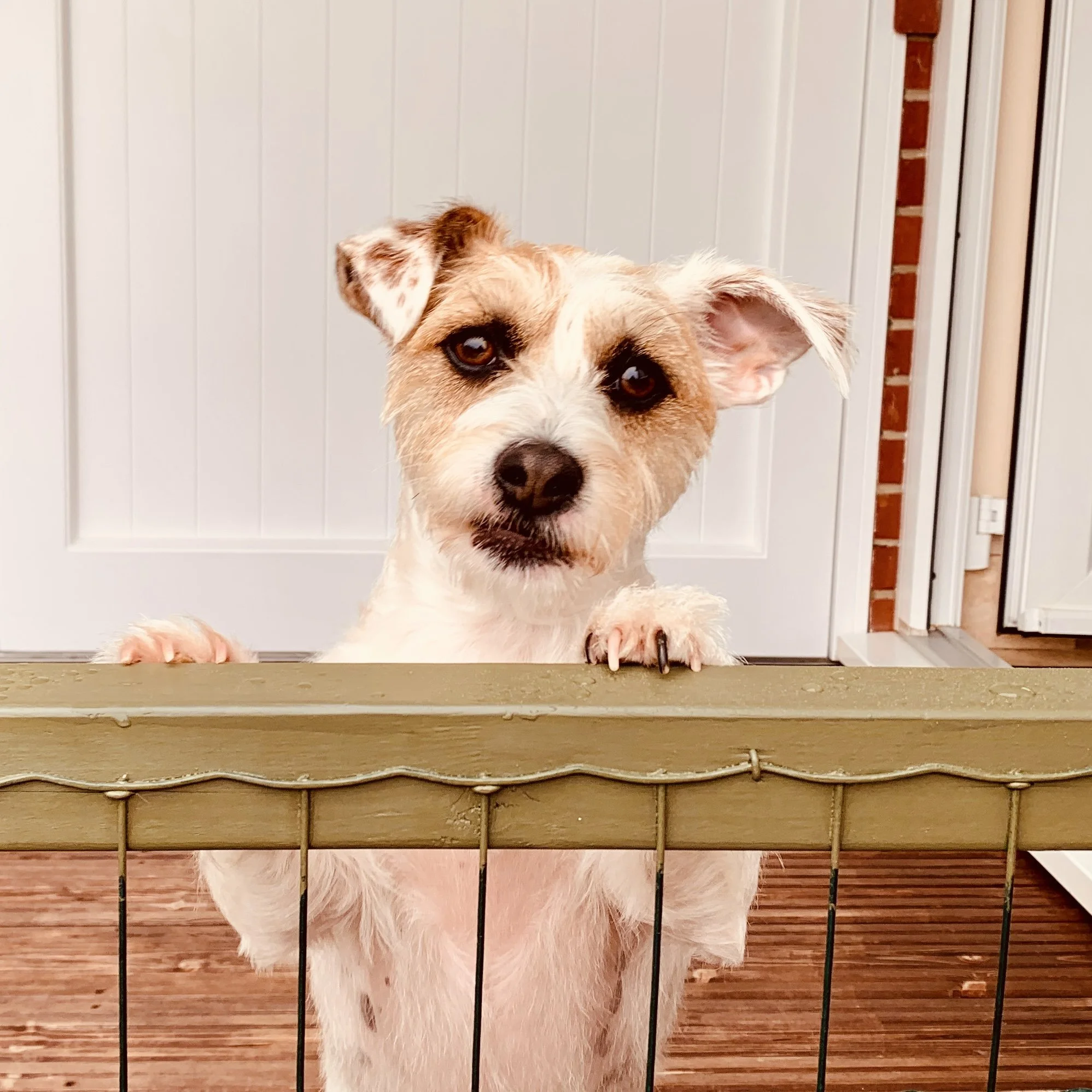 A brown and white dog with a scruffy coat and dark eyes, looking over a black metal fence with wooden deck and white wall background.