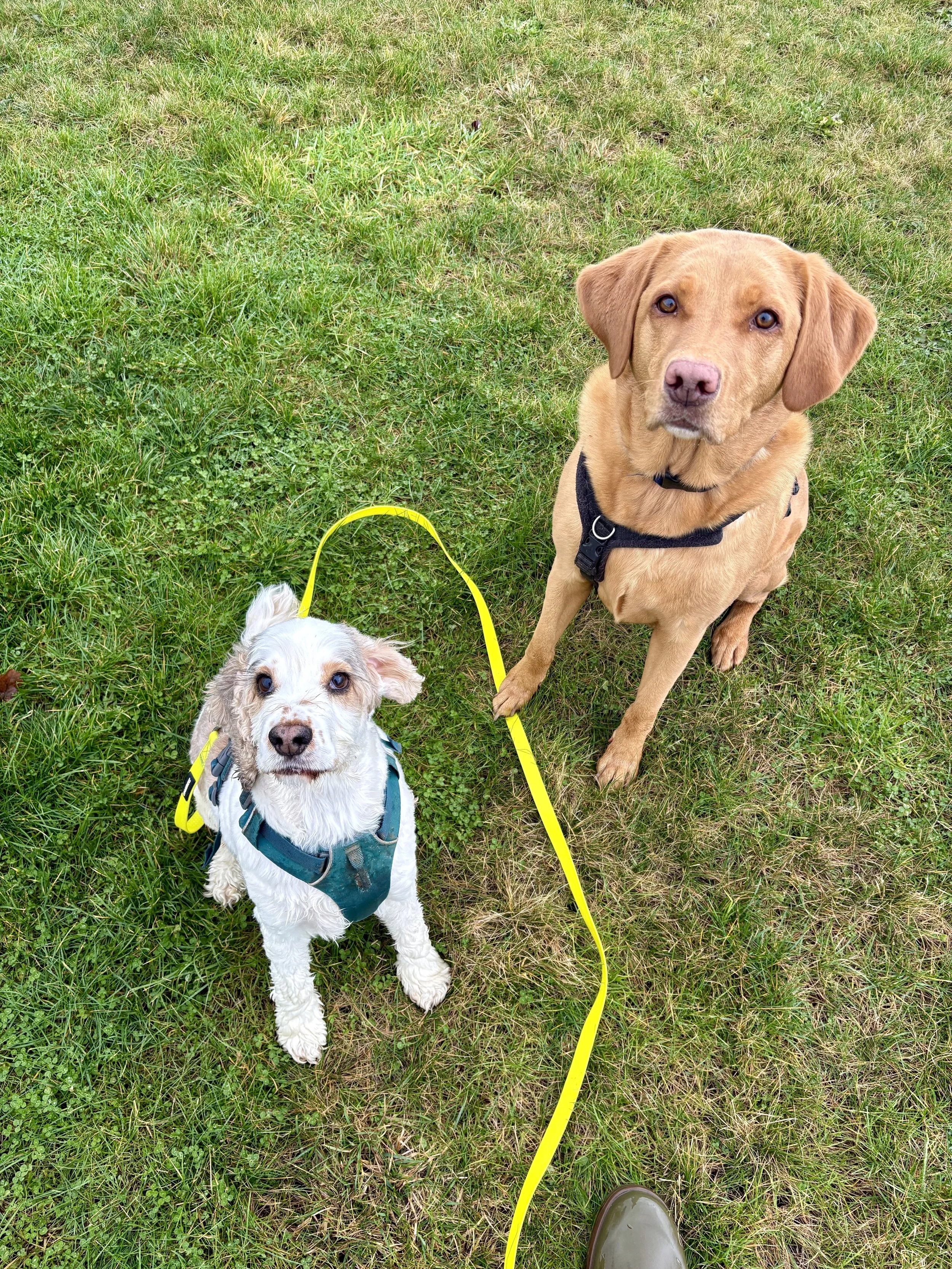 Small group of dogs on a countryside walk in a summer field near Colchester
