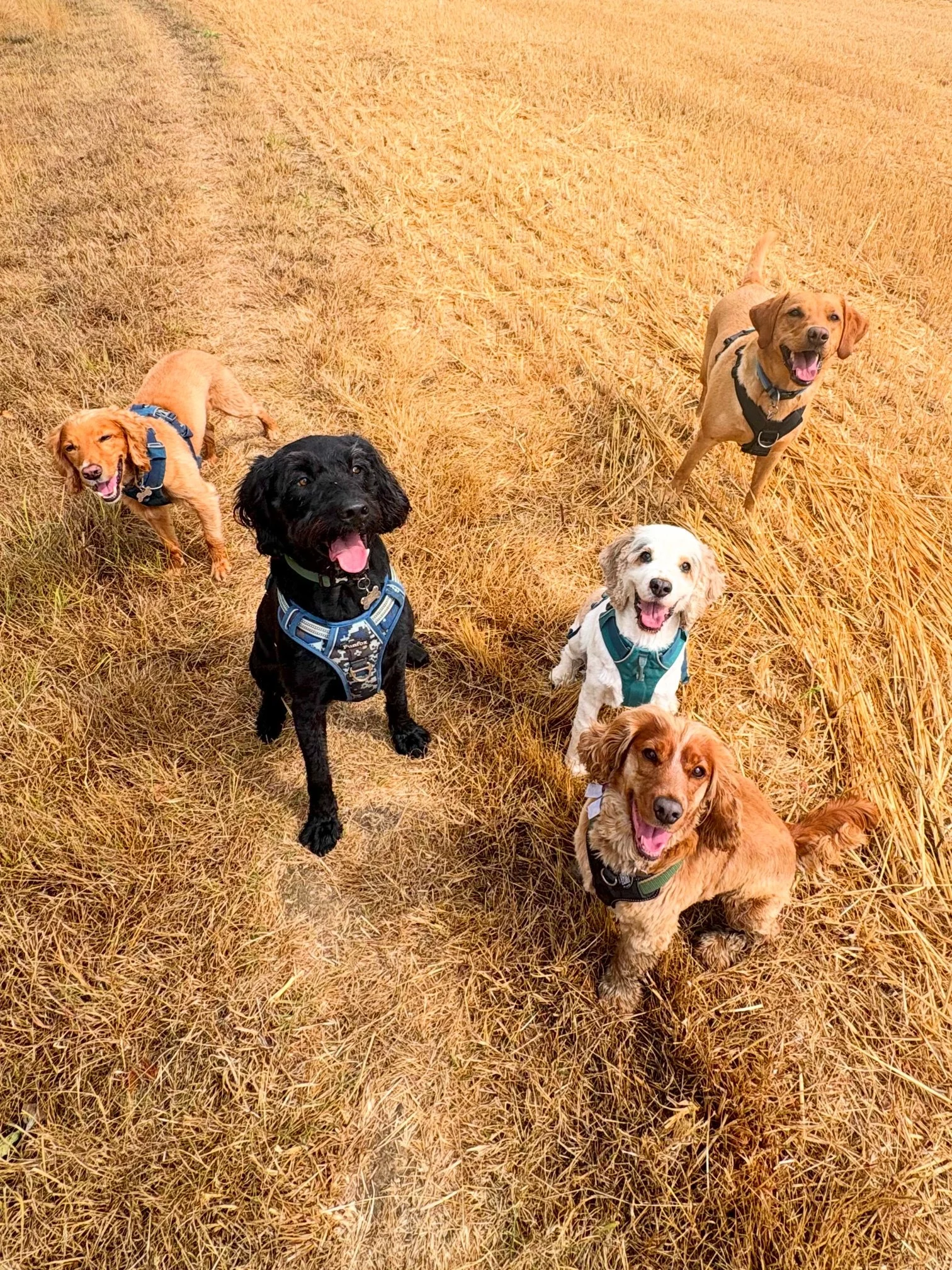 Six dogs, of various breeds and colors, standing on a dry, grassy field under a clear sky, looking at the camera.