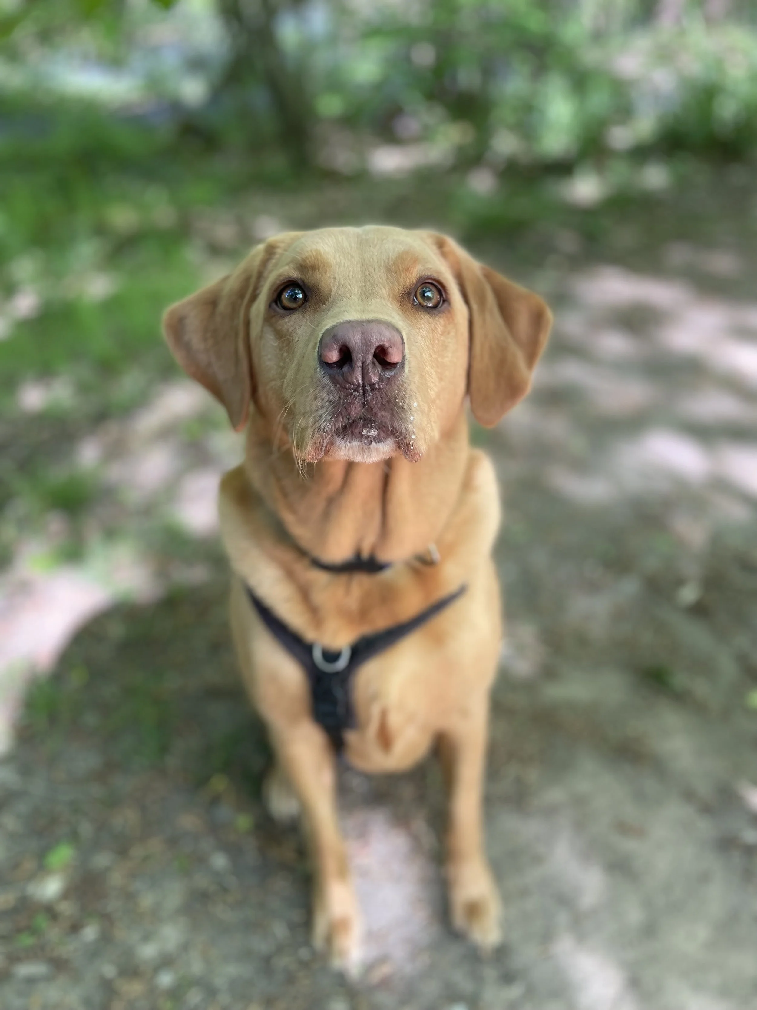 A yellow labrador sits happily in the sunshine