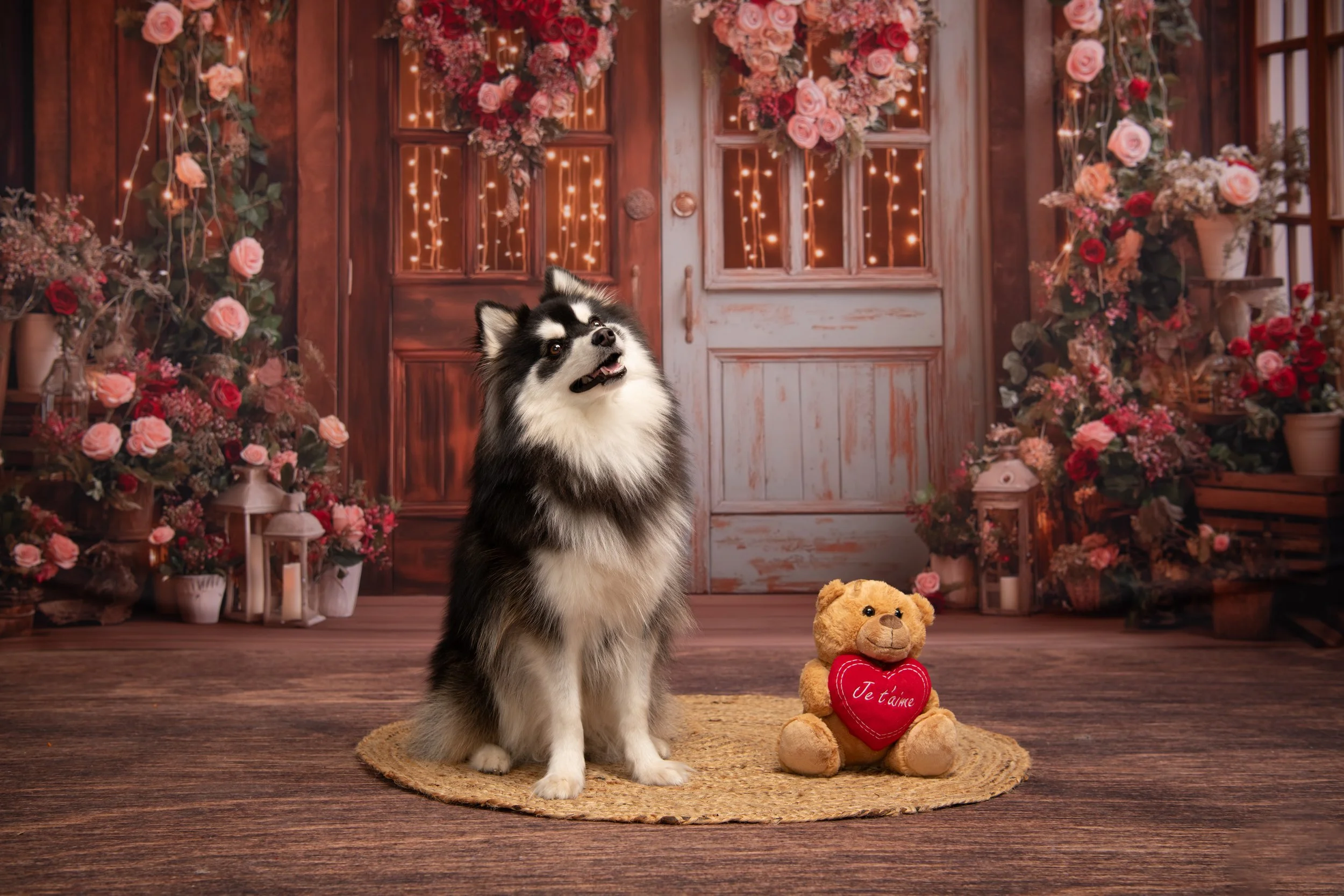 Un chien husky noir et blanc assis sur un tapis rond, à côté d'un ours en peluche tenant un cœur rouge avec l'inscription "Je t'aime", dans un décor romantique avec des fleurs roses et des guirlandes lumineuses.