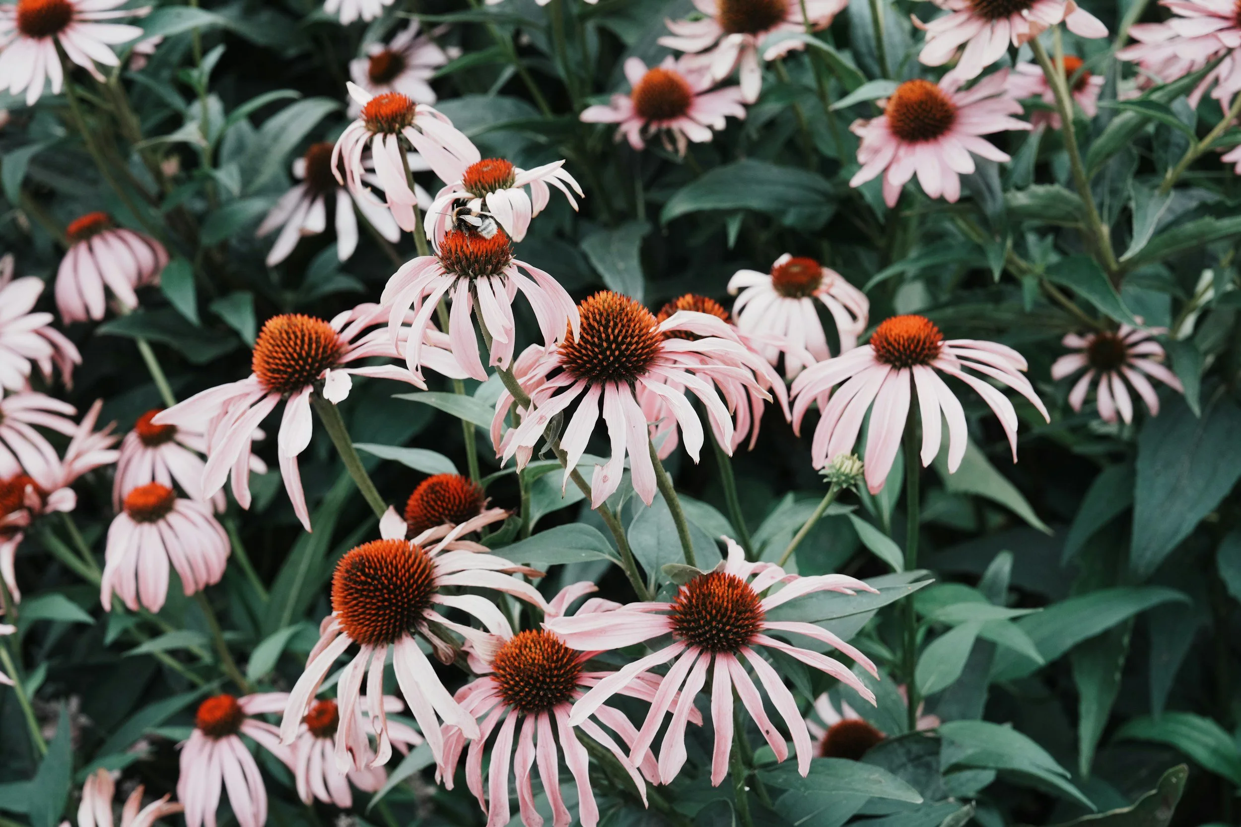 Pink coneflowers with orange centers in a garden with green foliage, a bee on one of the flowers.