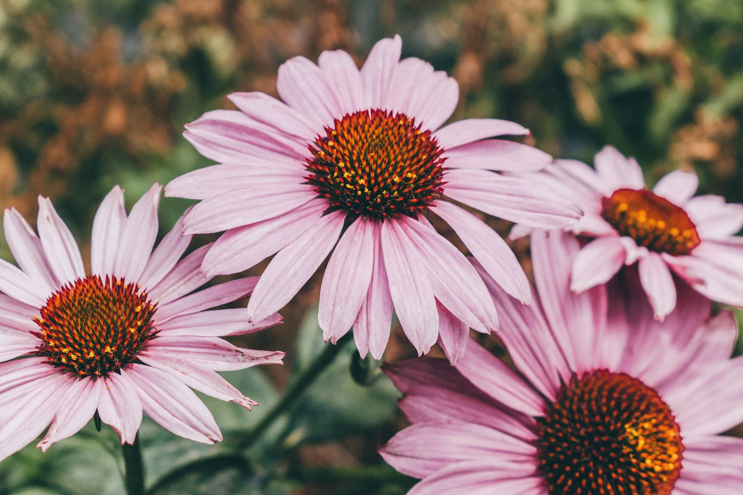Close-up of pink coneflower flowers with dark orange centers and yellow pollen, blurred green and brown background.