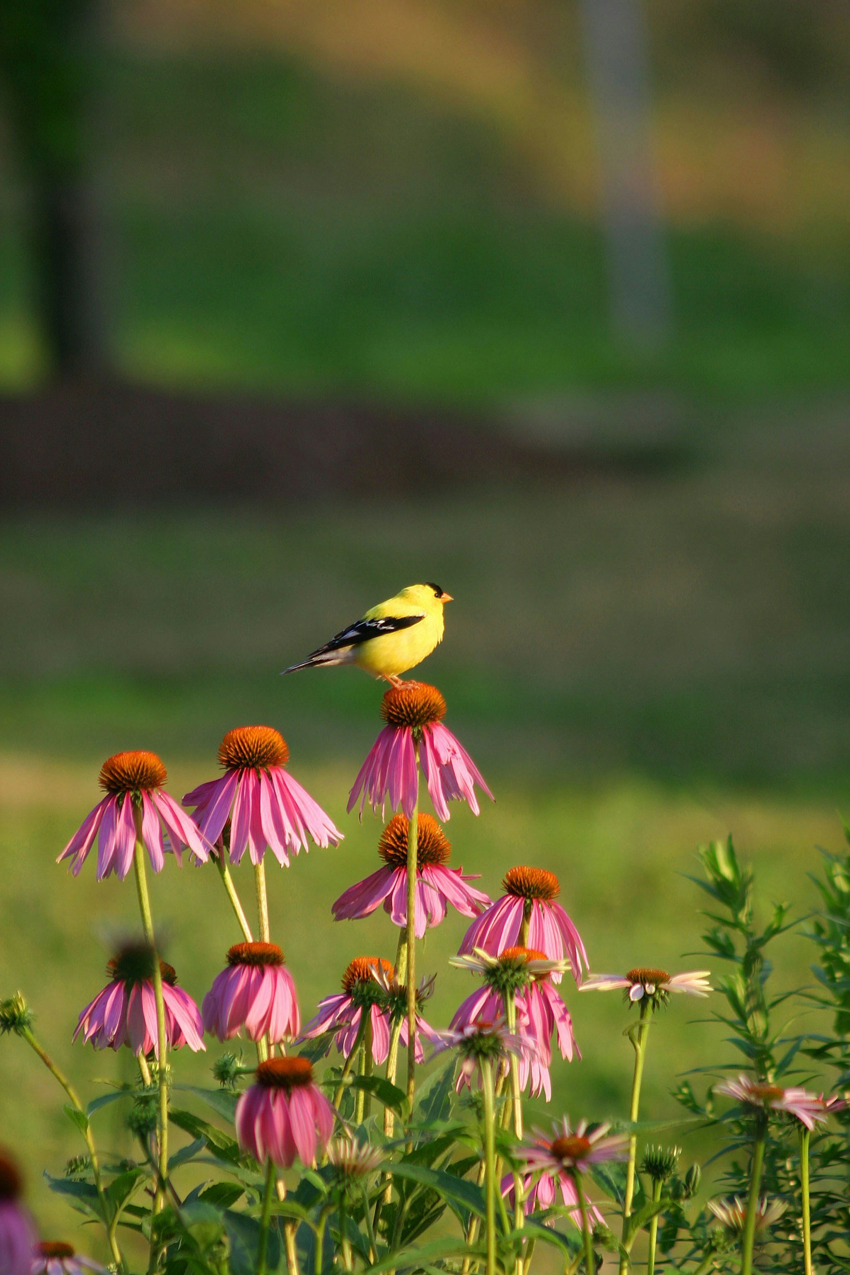 A small yellow and black bird perched atop a pink coneflower, with blurred green and brown background.