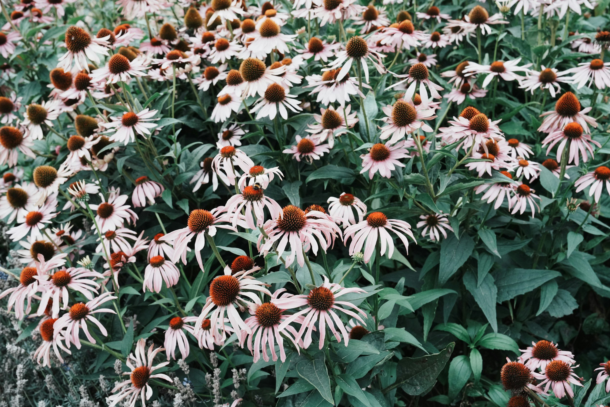 A dense cluster of pink and brown coneflowers with a bee on one of the blooms, surrounded by green leaves.