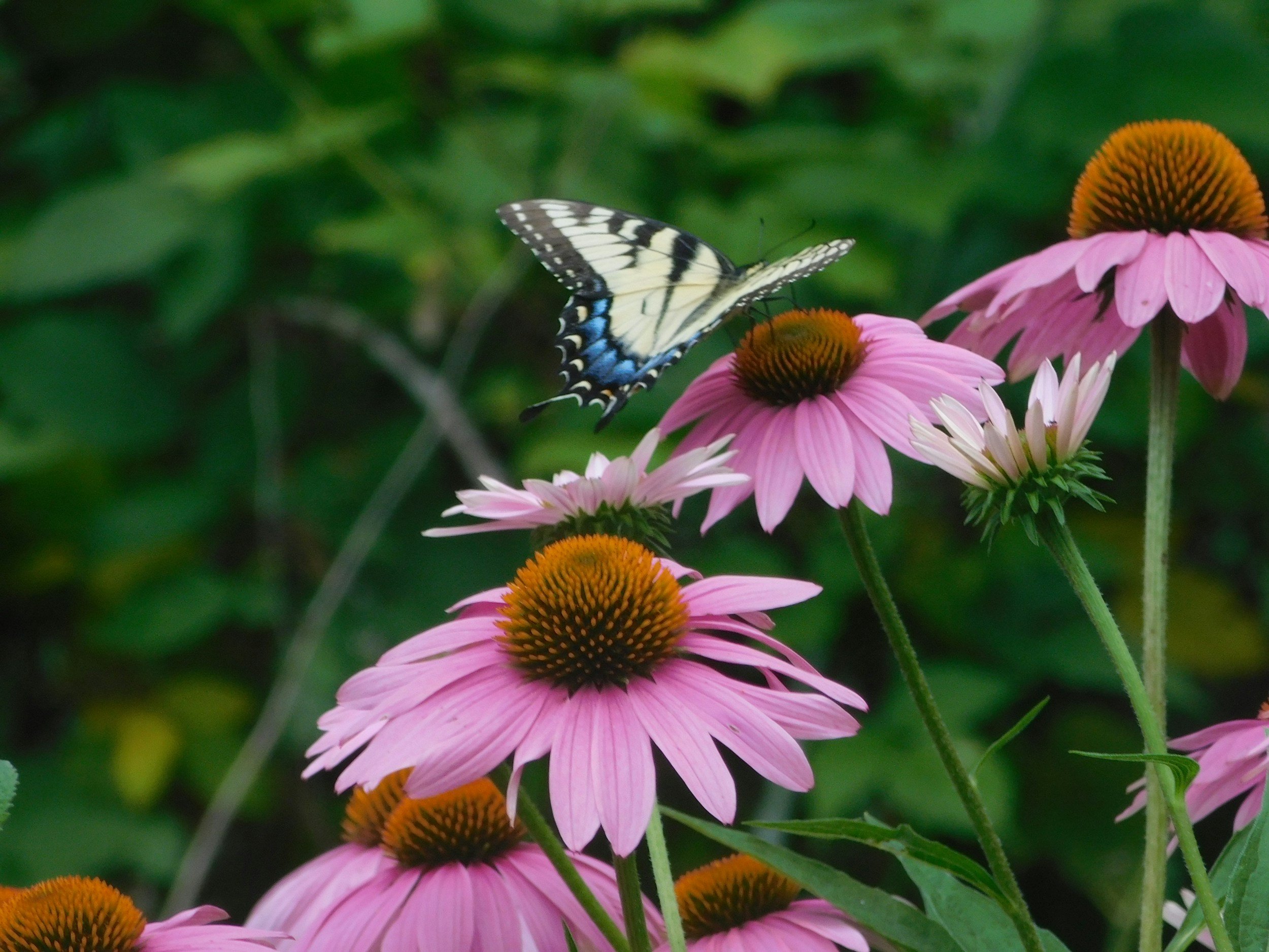 A butterfly perched on a pink coneflower with orange center, with green foliage in the background.