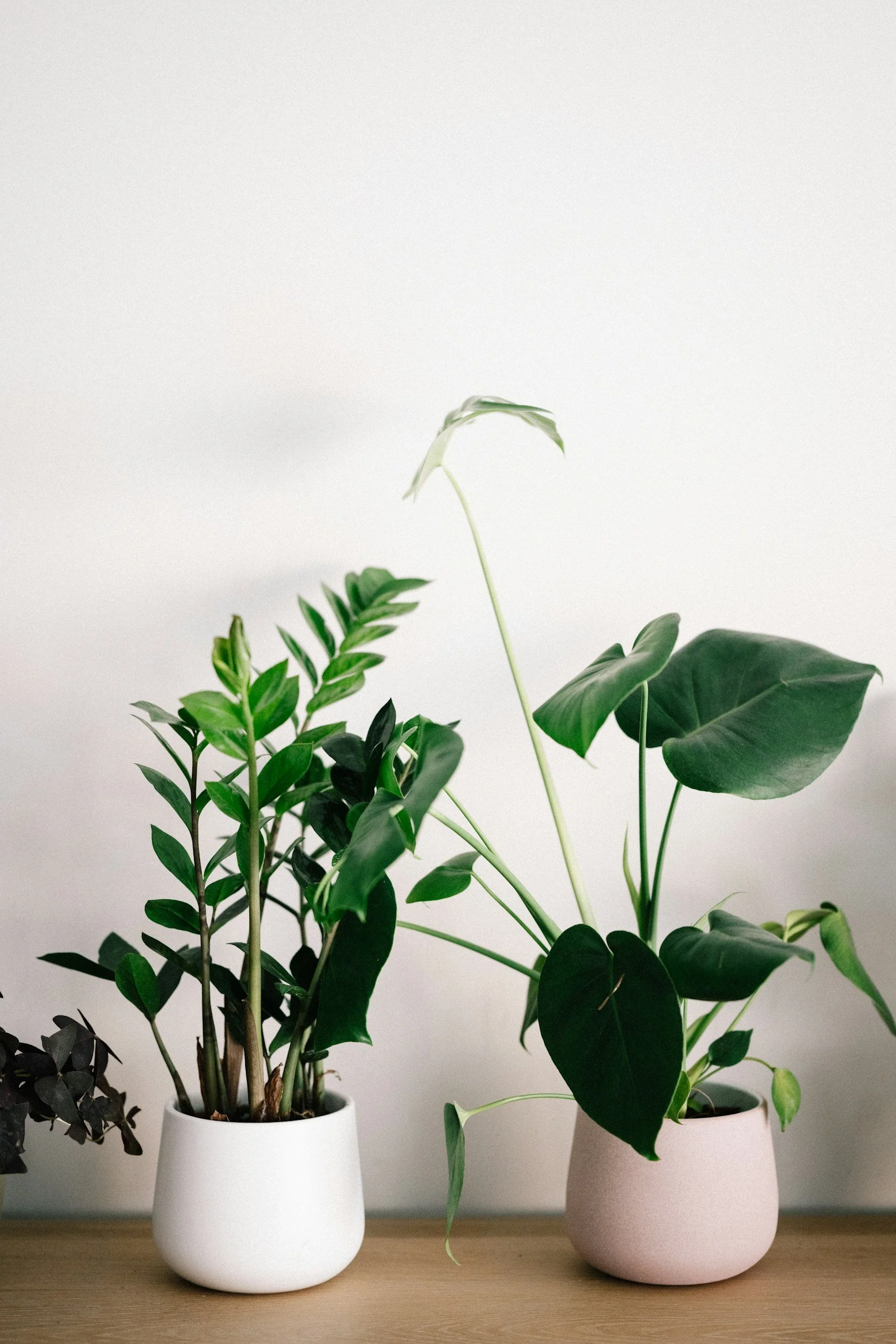 Two lush green houseplants in white and pink ceramic pots on a wooden table
