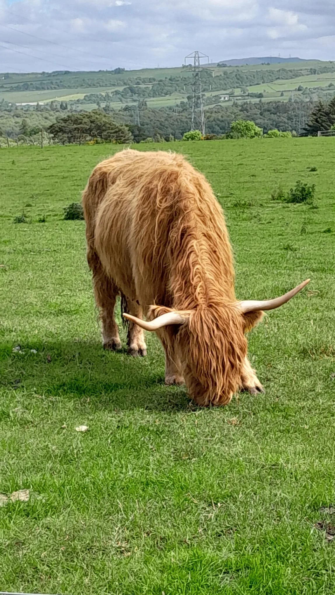 highland cow.jpeg