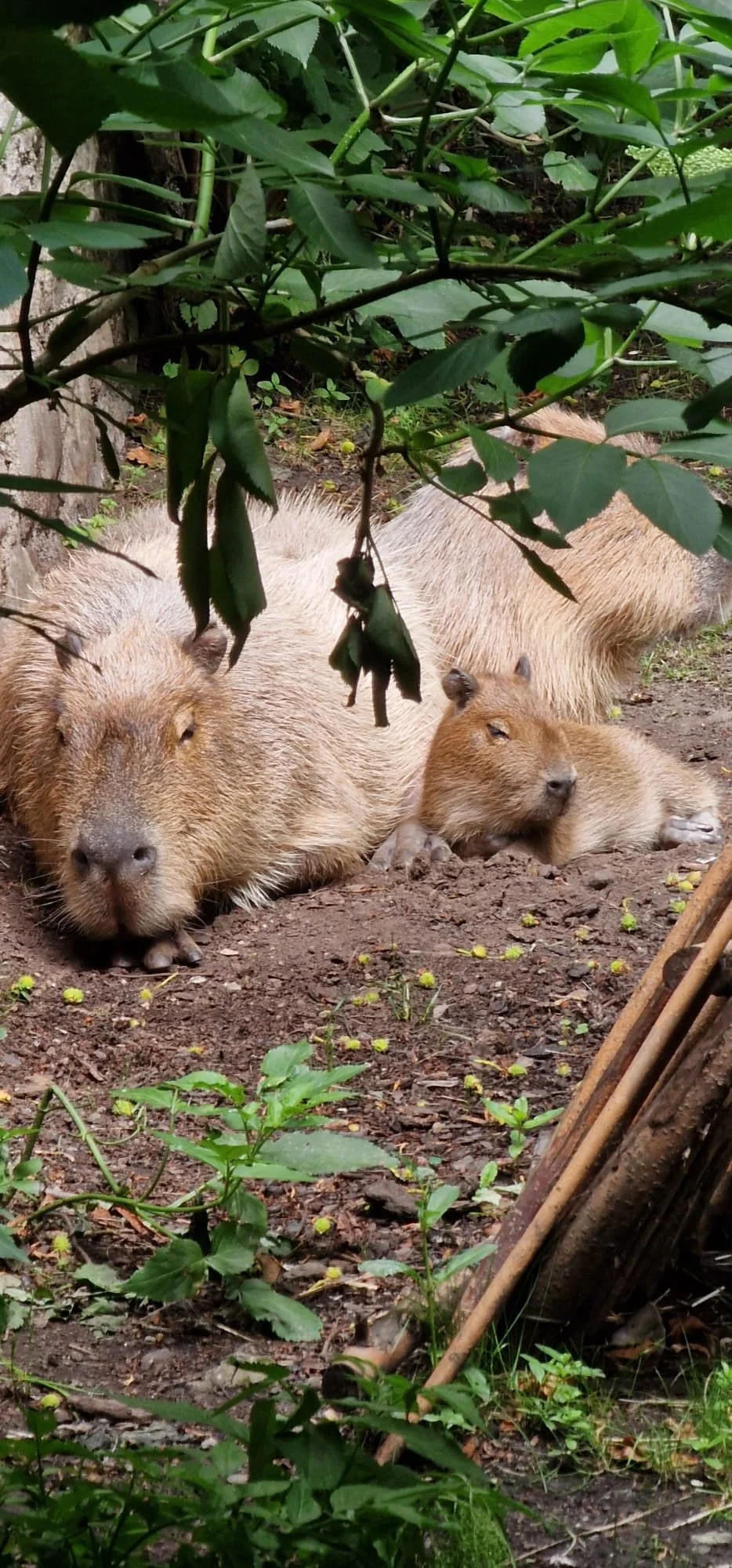baby capbara.jpeg