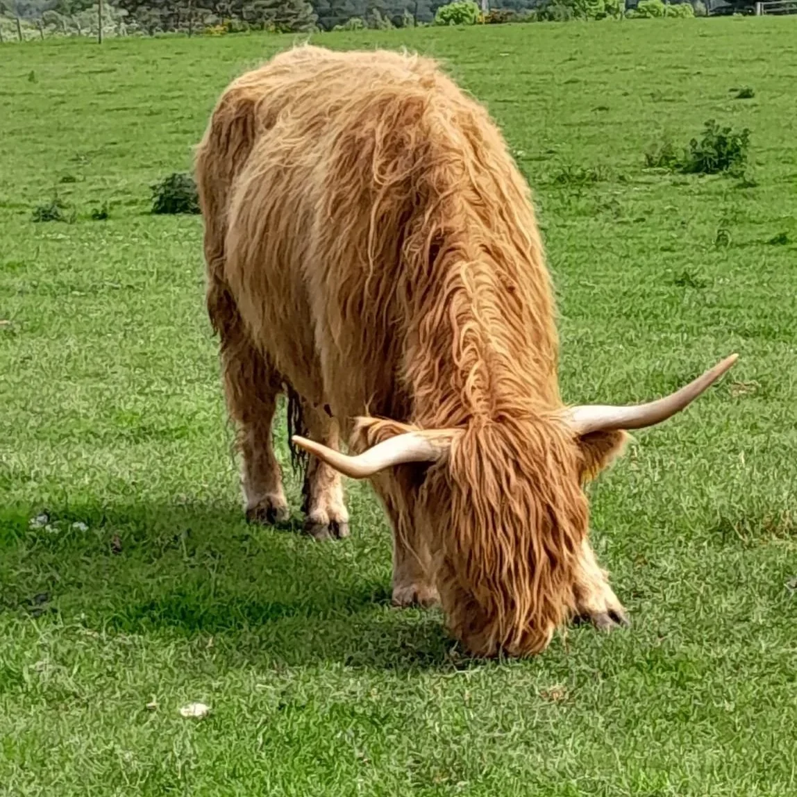 A Scottish Adventure to Remember