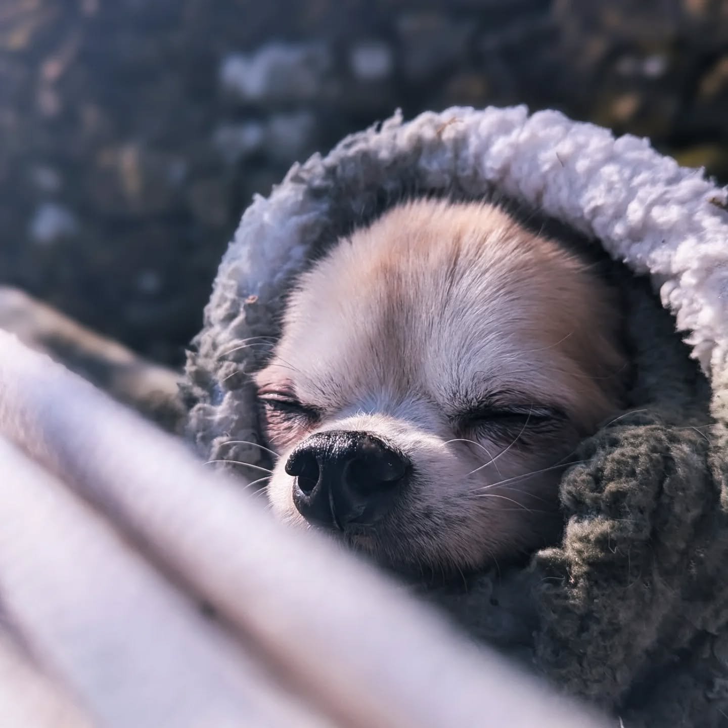 Countryside escapes are meant to be shared&hellip; especially with your dog!

At Laythams, your pup can roam acres of farmland, discover local walking routes, and sit lakeside watching the birds.

Slow evenings by the fire... Cosy hammock cuddles wra