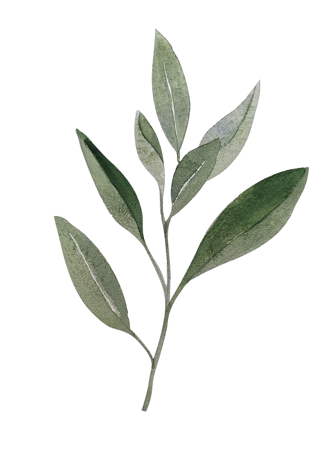 A sprig of green leaves against a black background.