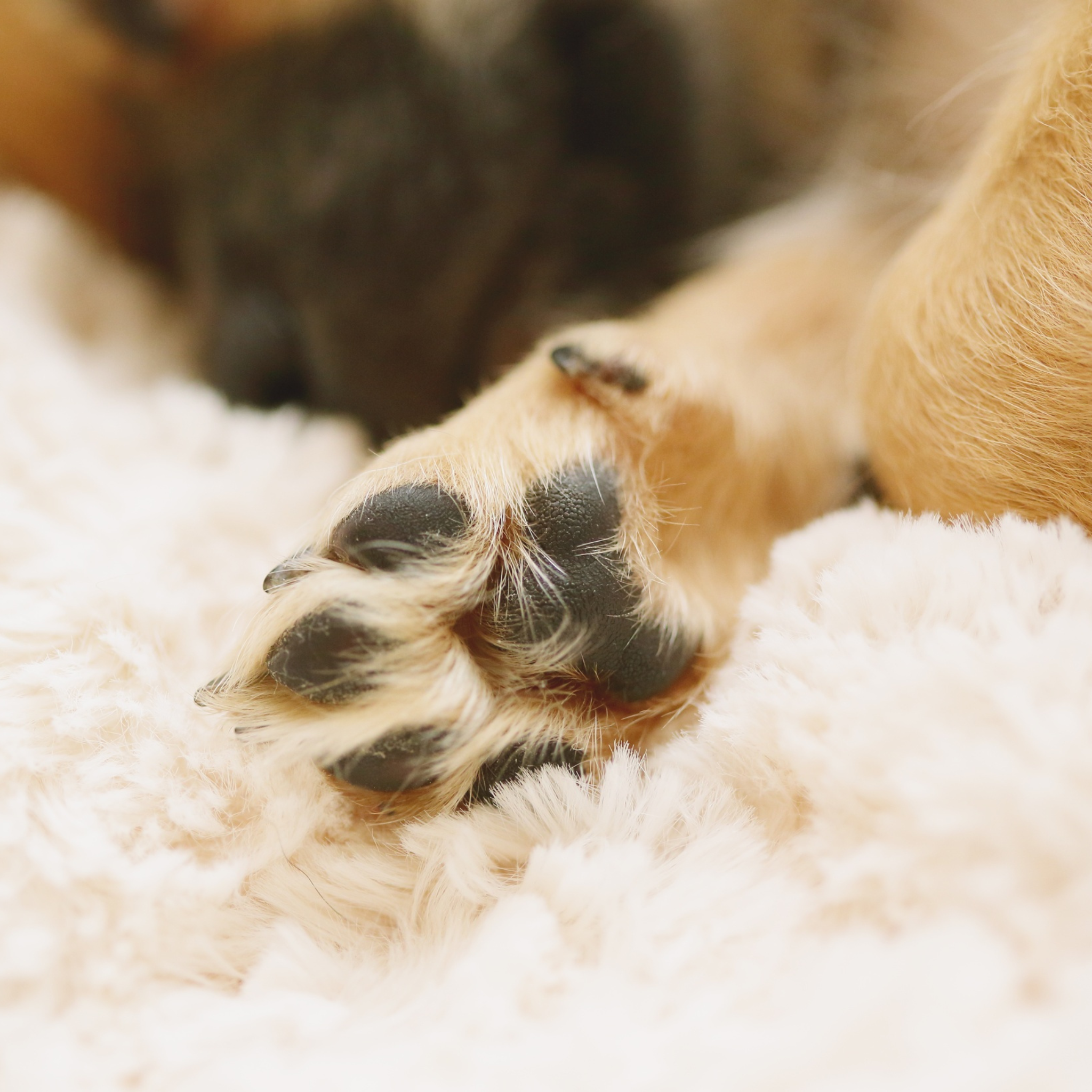 Clean living room with a dog on the couch showing where pet odors can linger after cleaning